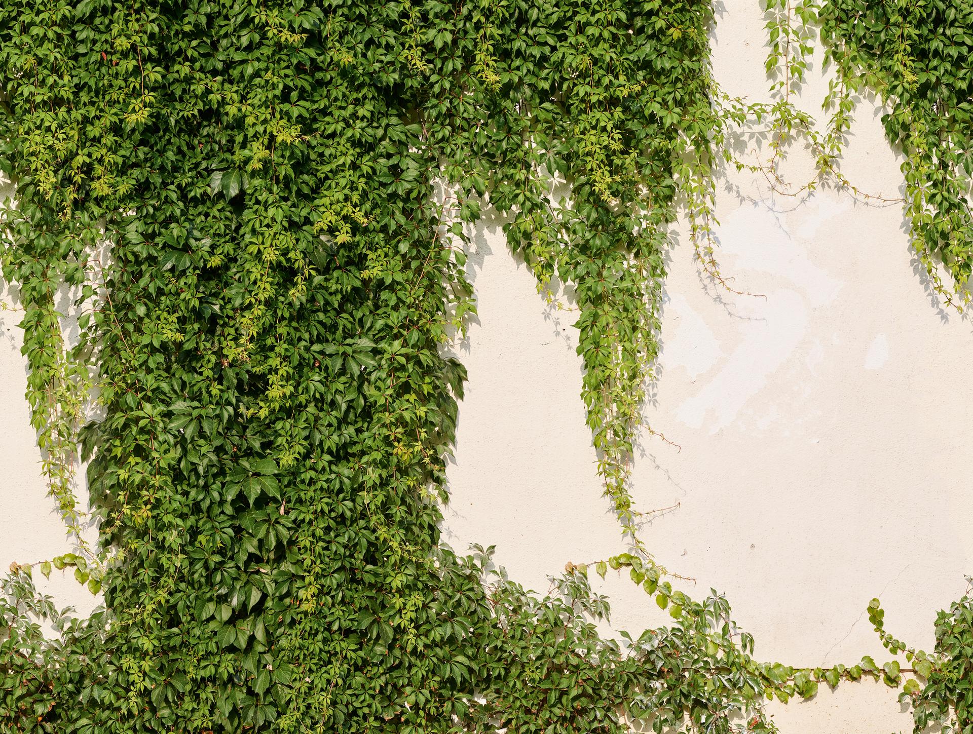 behang klimop groen crème - vliesbehang industrieel Livingwalls - mat en glad