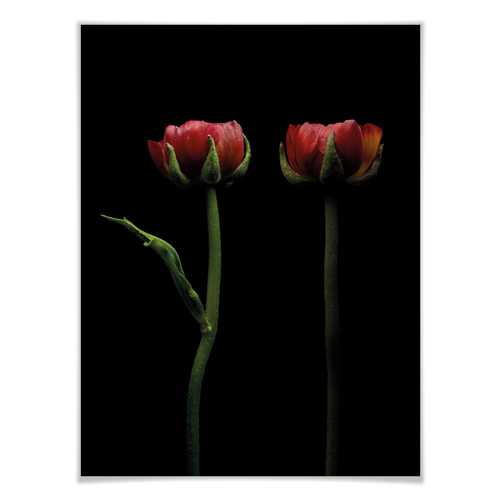 Plakat - To røde ranunkler