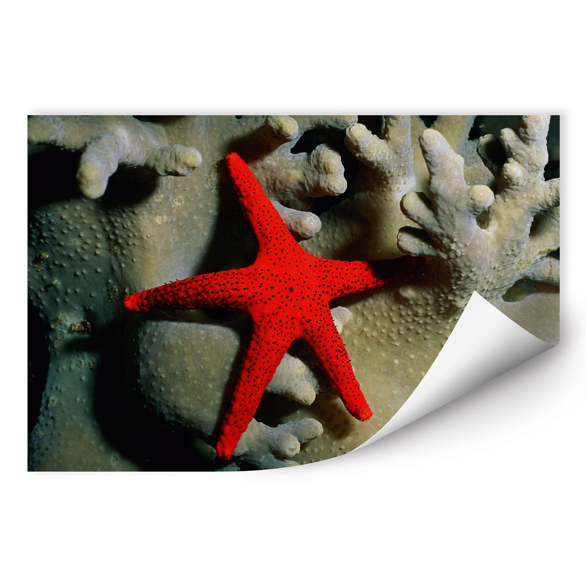 Poster autocollant - W - NG Étoile de Mer Rouge