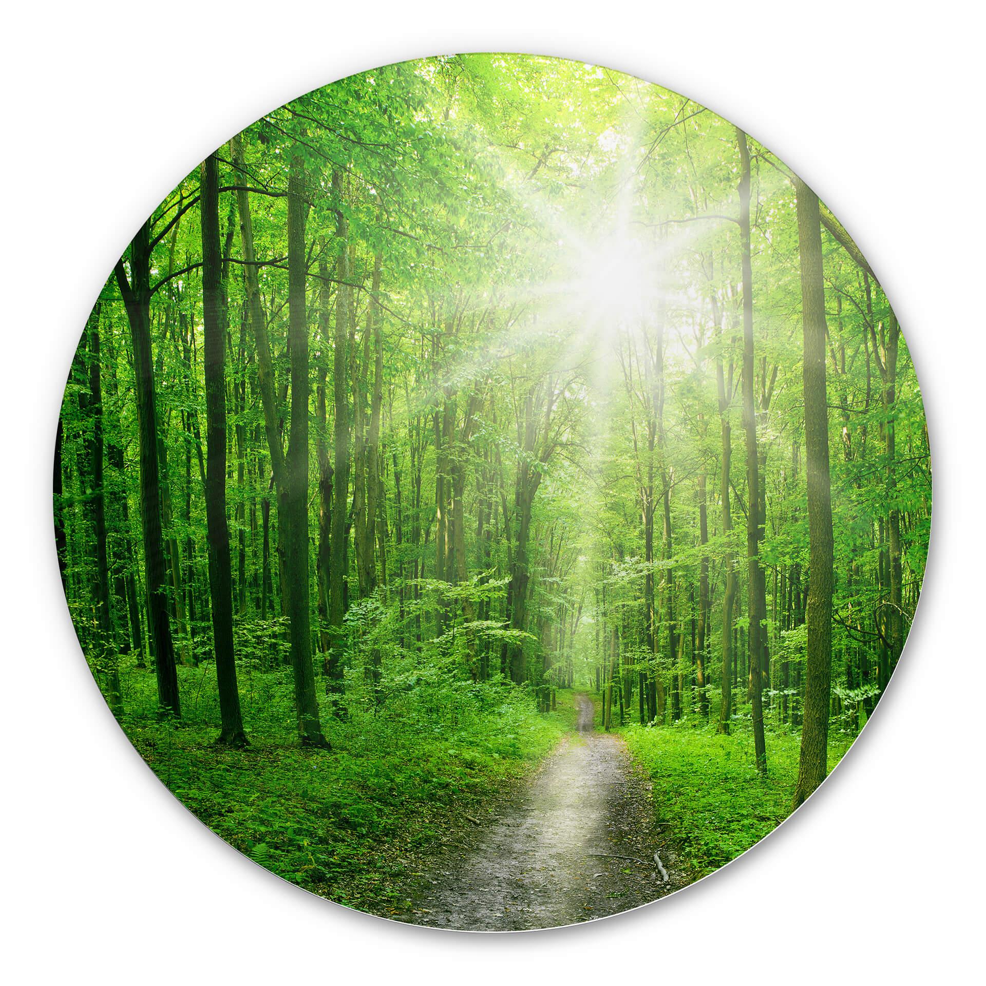 Wandcirkel Alu-Dibond - Sunny Forest