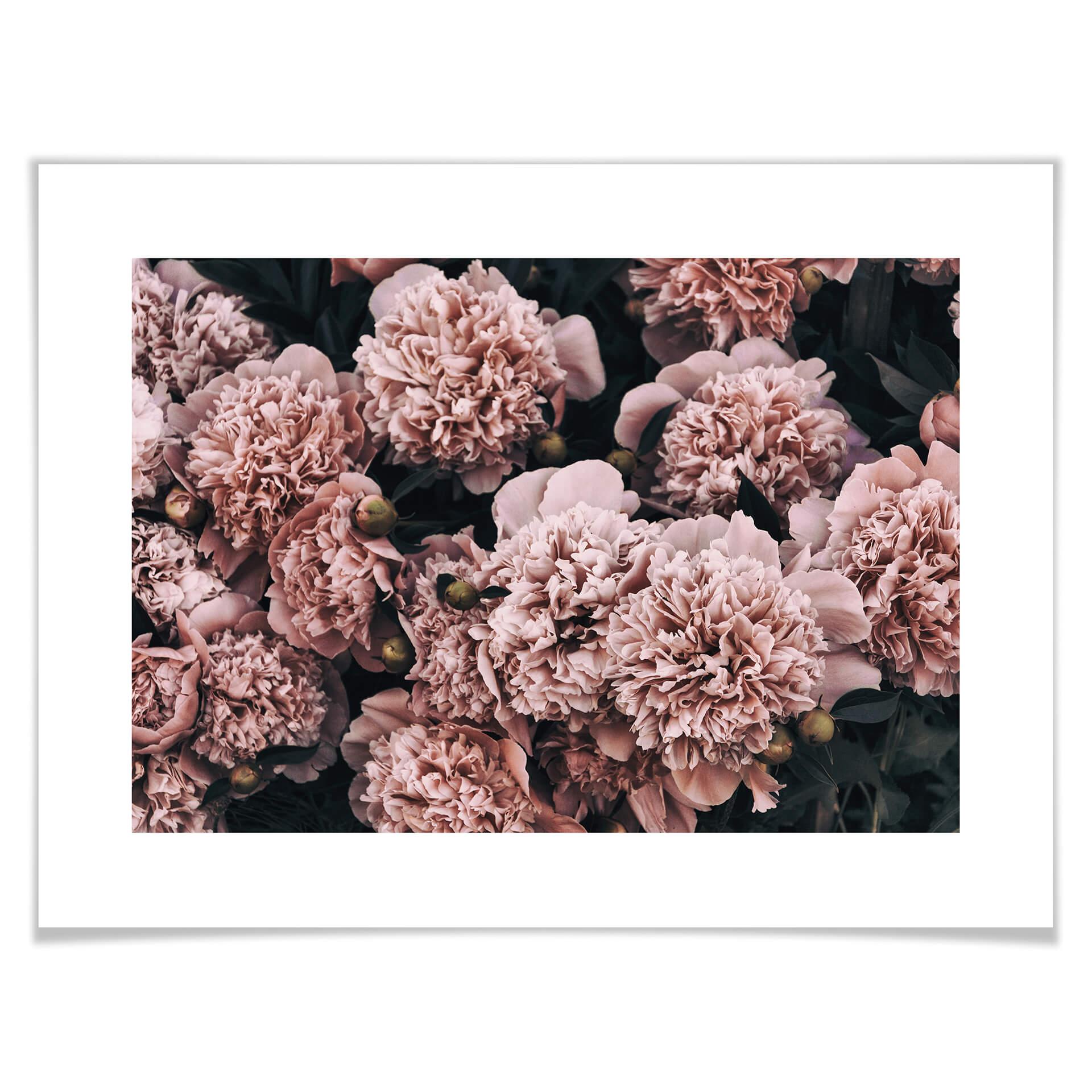 Plakat - Pink pæoner