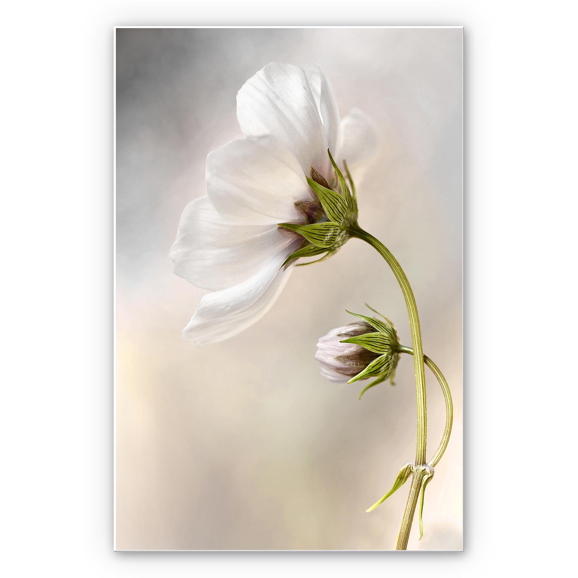 Wanddecoratie Disher - Cosmos