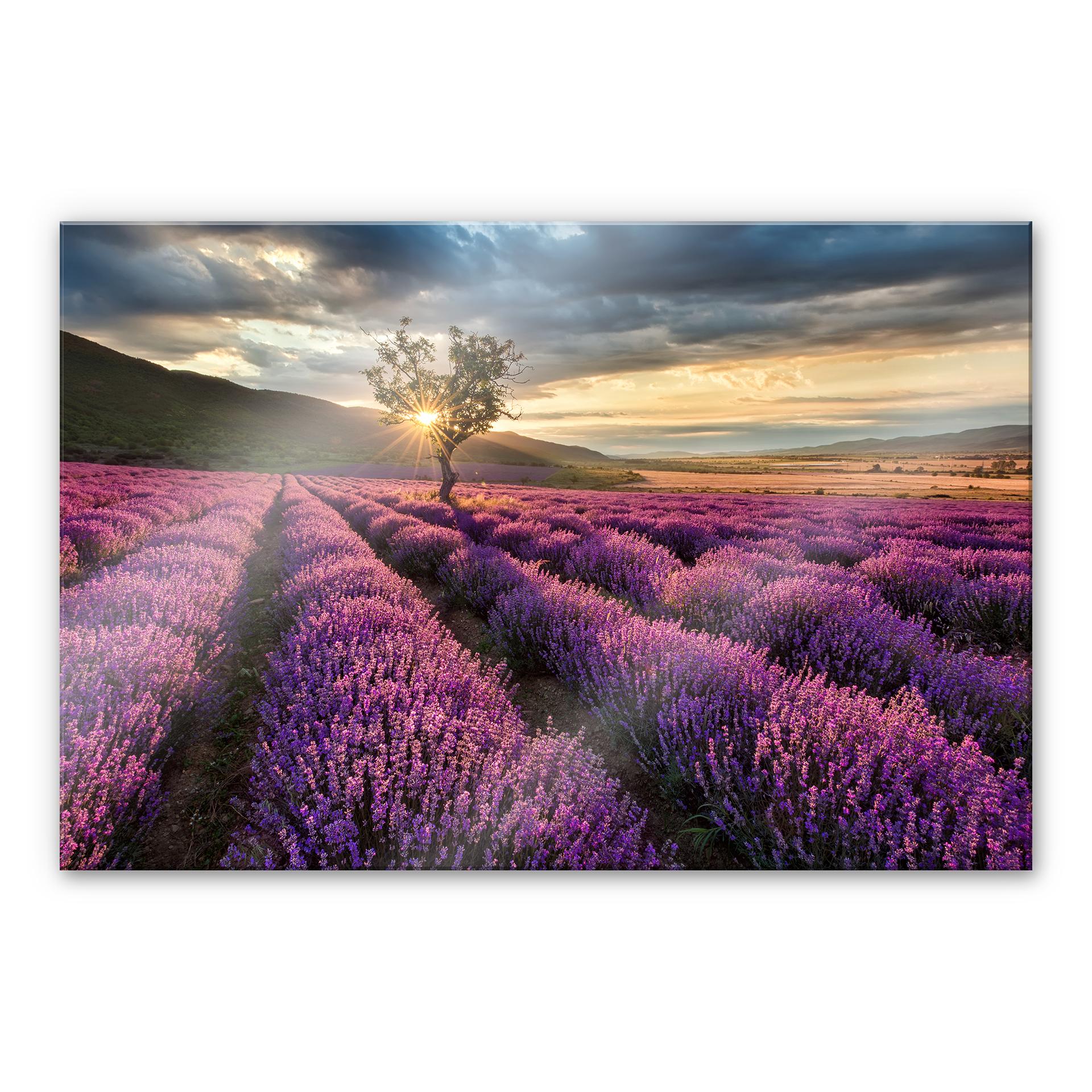 Akrylbillede lavendelblomst i Provence