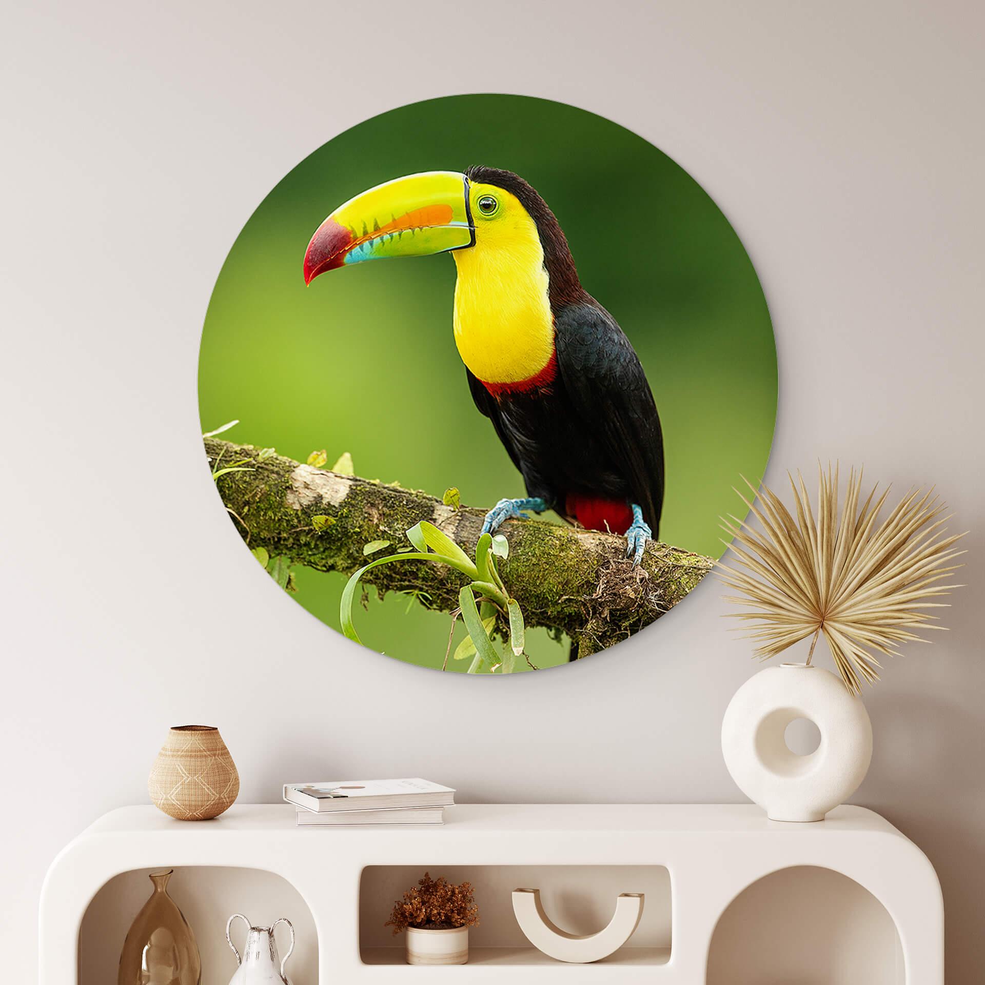 Wandcirkel van Duijn - Toekan in Costa Rica