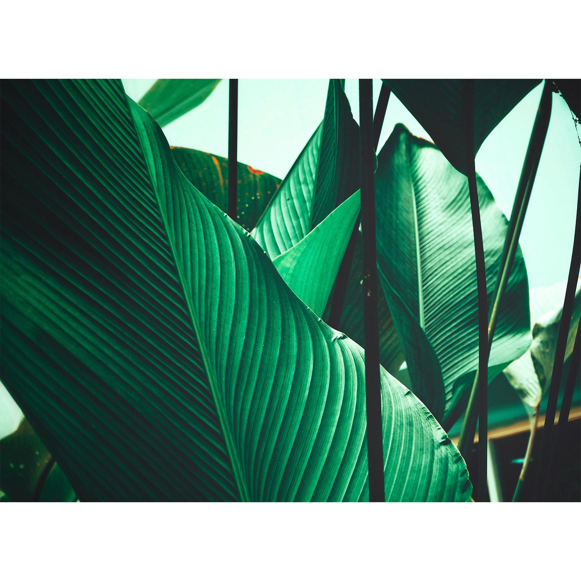 non-woven tapet Designwalls i grønt og sort non-woven tapet Leaf Stalks palm trees jungle