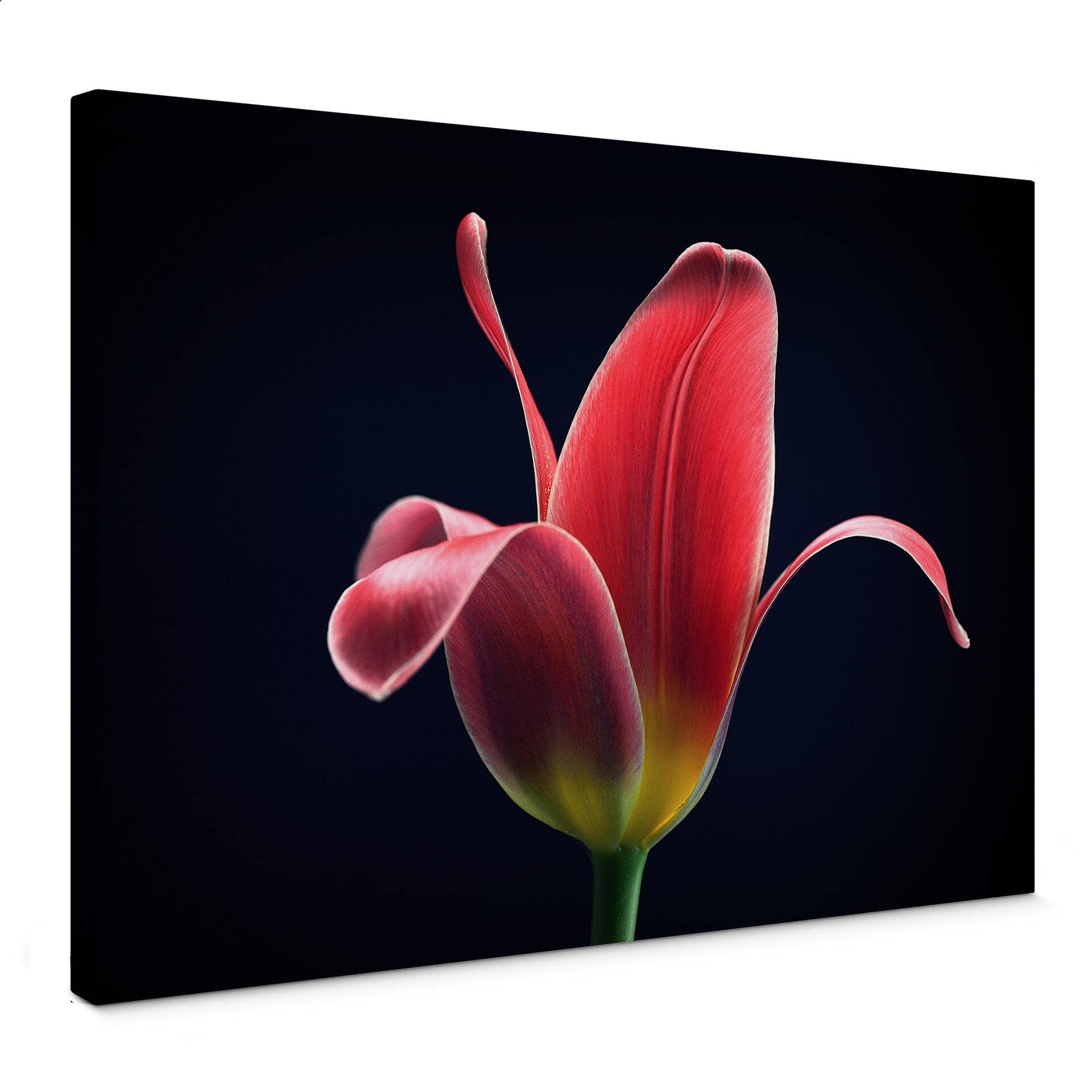 Canvasbillede - Grønkjær - Første tulipan