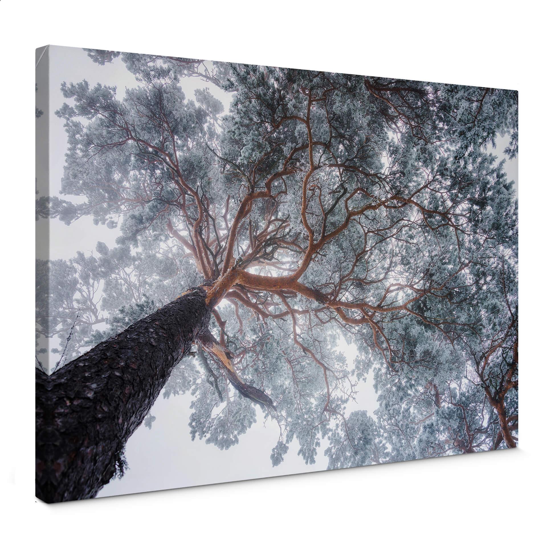 Canvasbillede - Krivec - Vintertræ