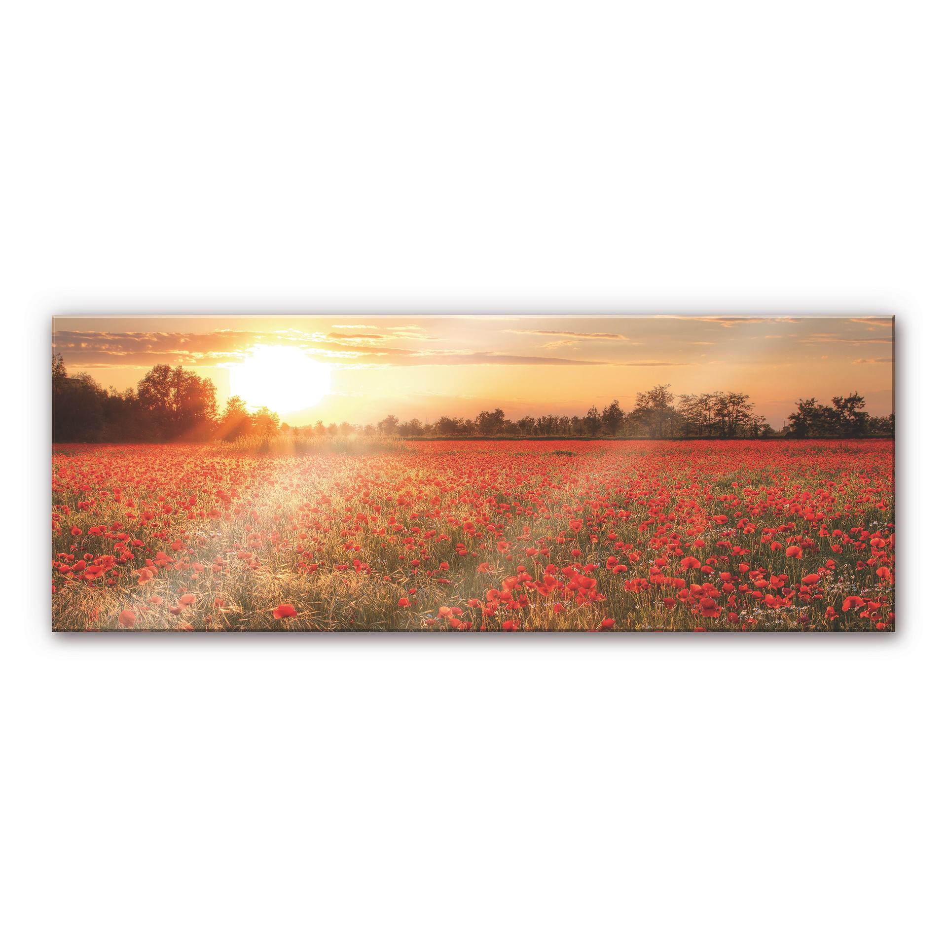 Akrylbillede Valmuemark i solnedgang - Panorama