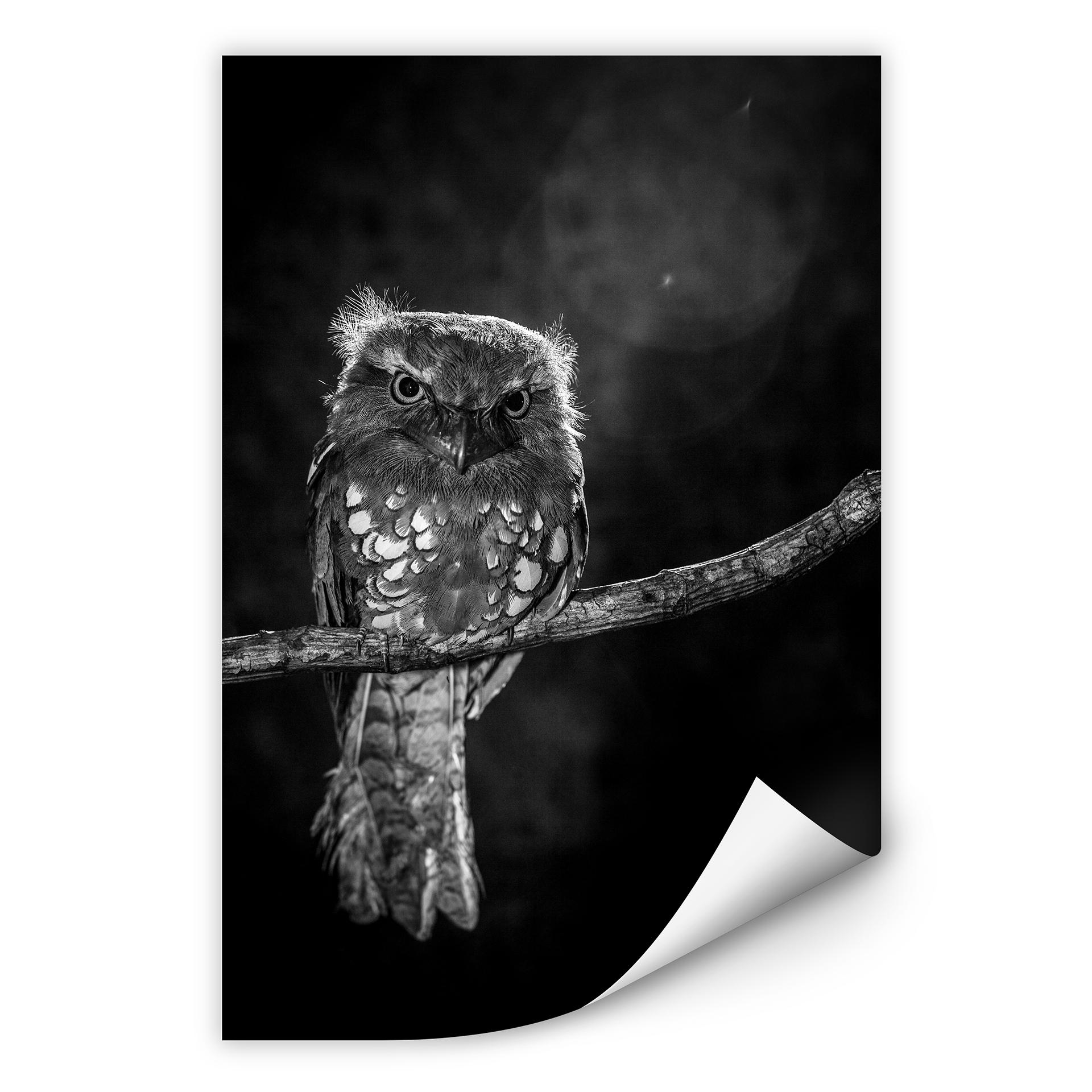 Zelfklevende Poster - Wilianto - Staring Owl
