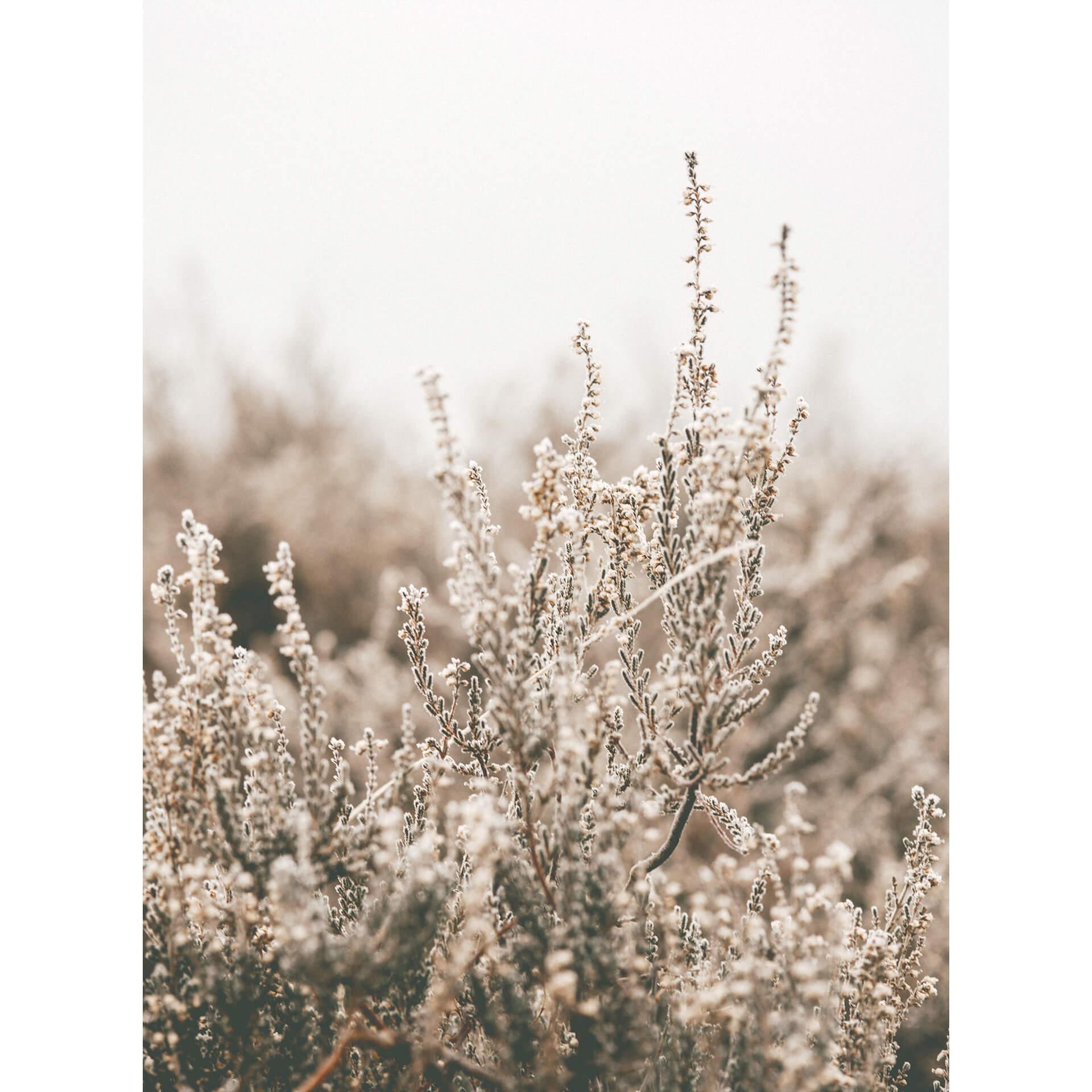 Fotobehang Annie - Grass