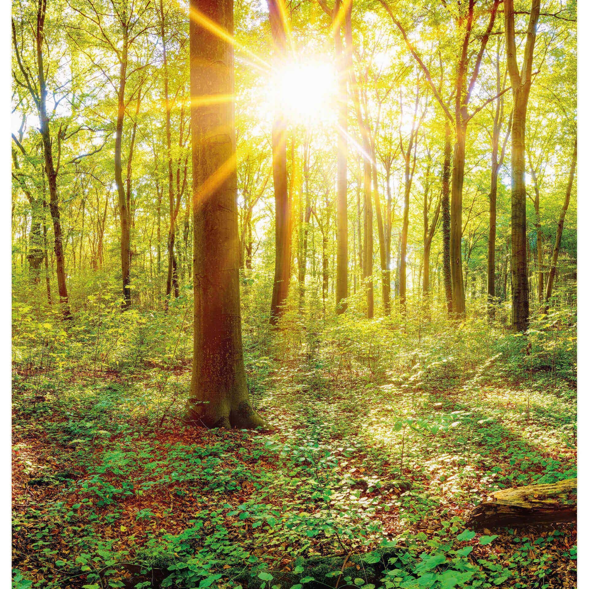 Fotobehang Diep in het Bos