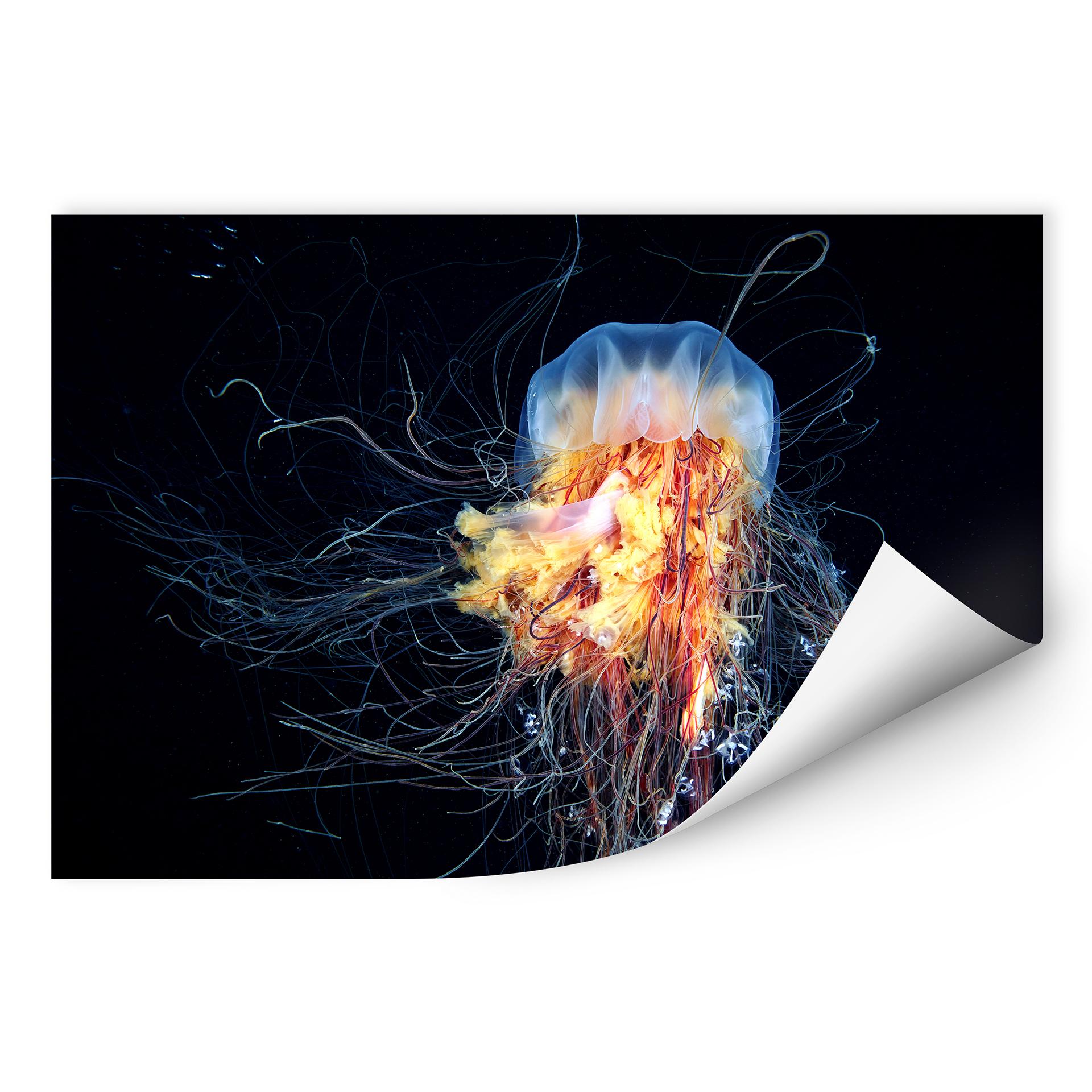 Zelfklevende Poster Semenov - Amazing Jellyfish