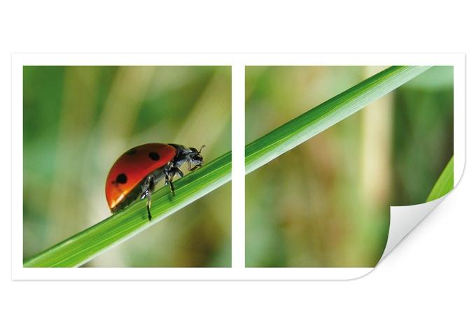 Poster autocollant - W - Coccinelle en Solo