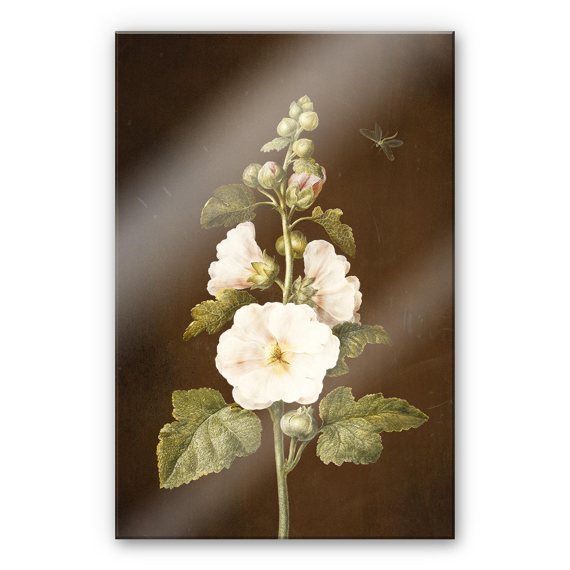 Akrylbillede Dietzsch - Hollyhock