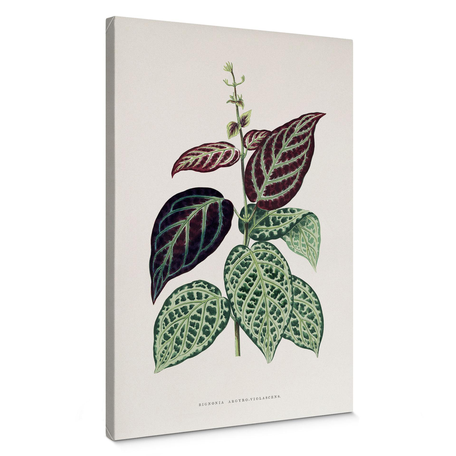 Lienzo ilustración hoja - Bignonia Argyro Violascea
