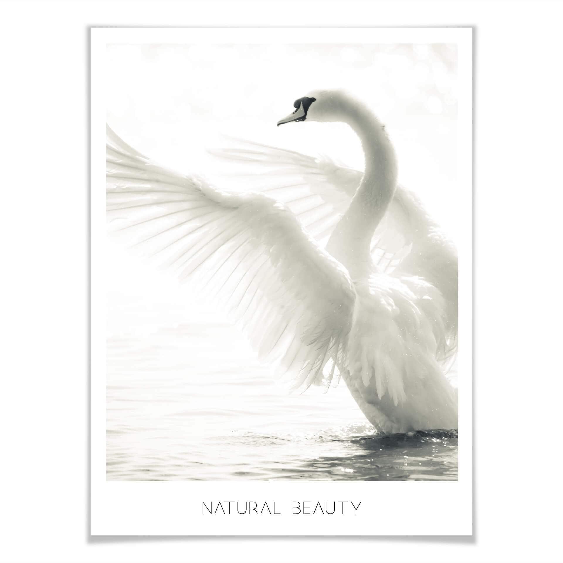 Plakat - Majestætisk Svane - Natural Beauty