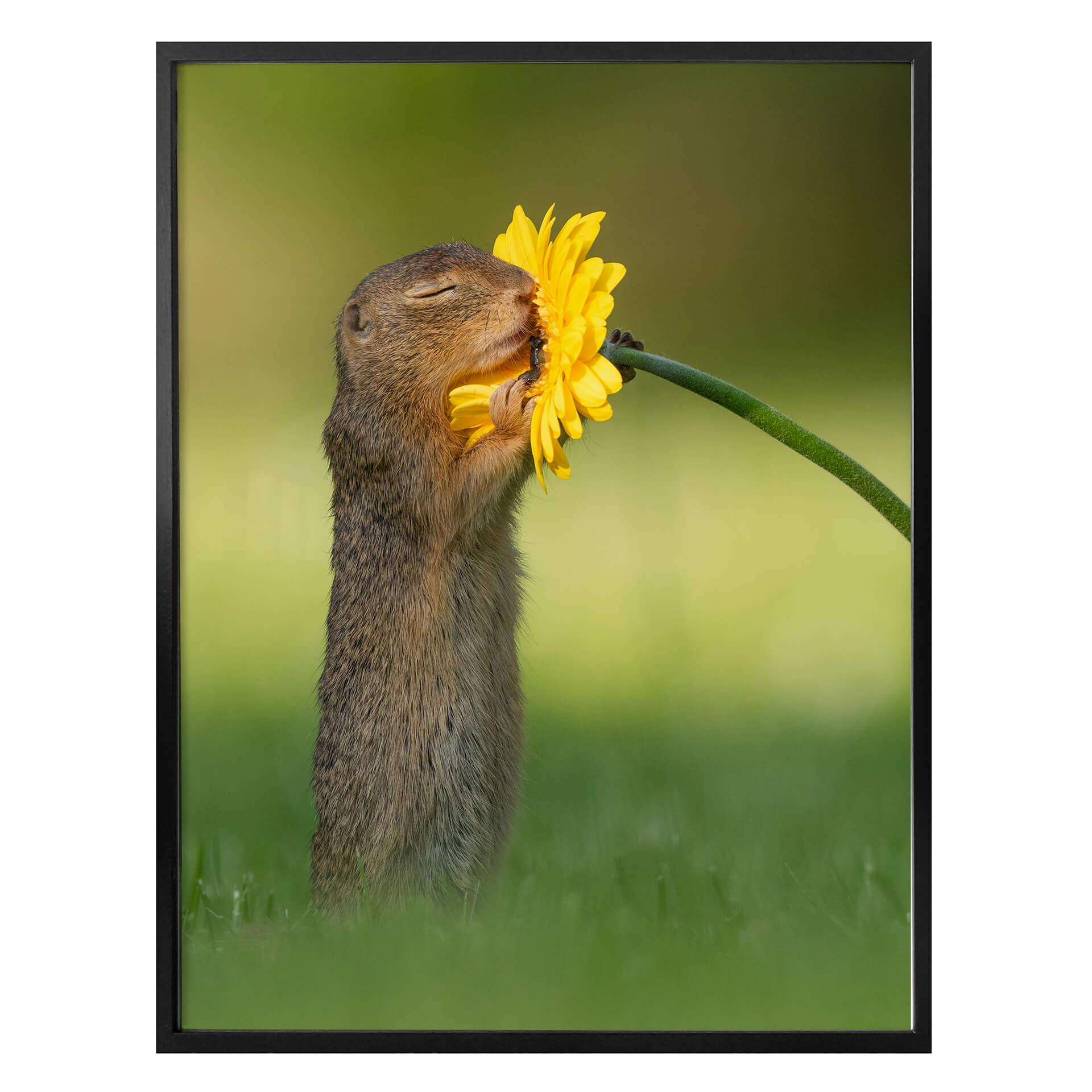 Plakater van Duijn - Egern rækker ud efter blomst