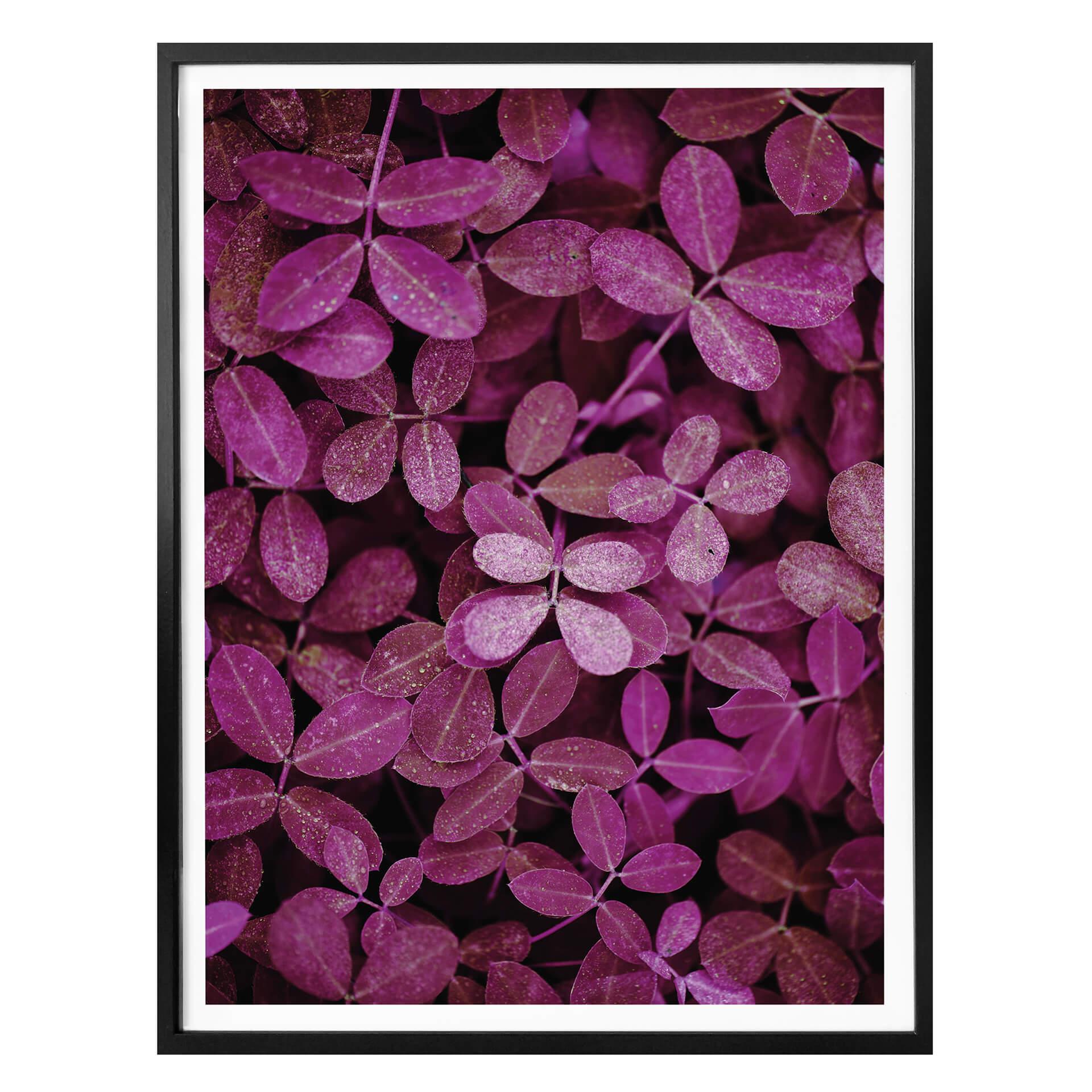 Poster - Feuilles roses