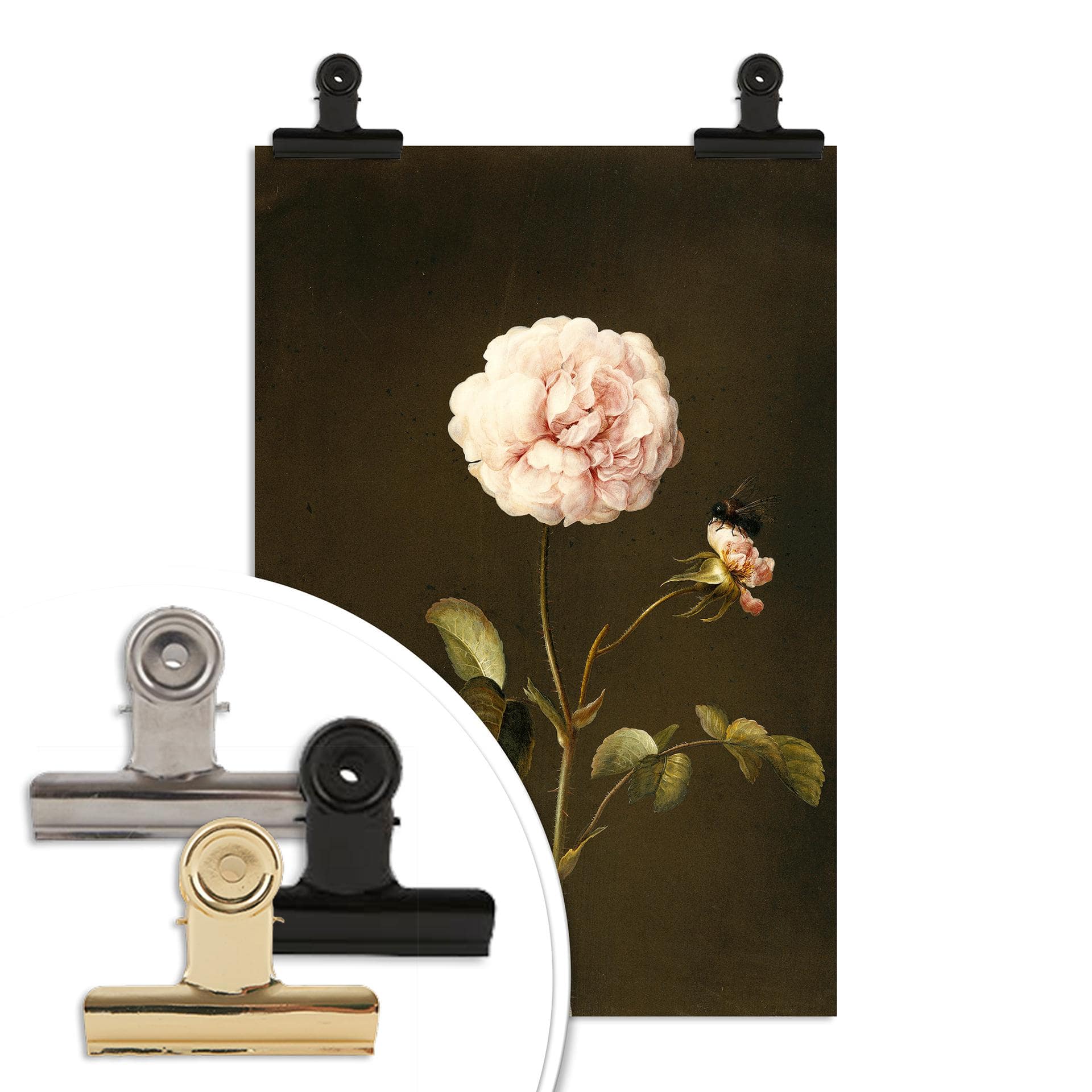 Poster Dietzsch - Rosa gallica con bombo