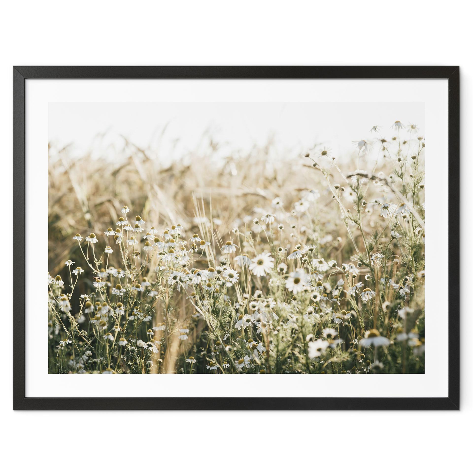 Poster sommaräng med kamomill - Annie