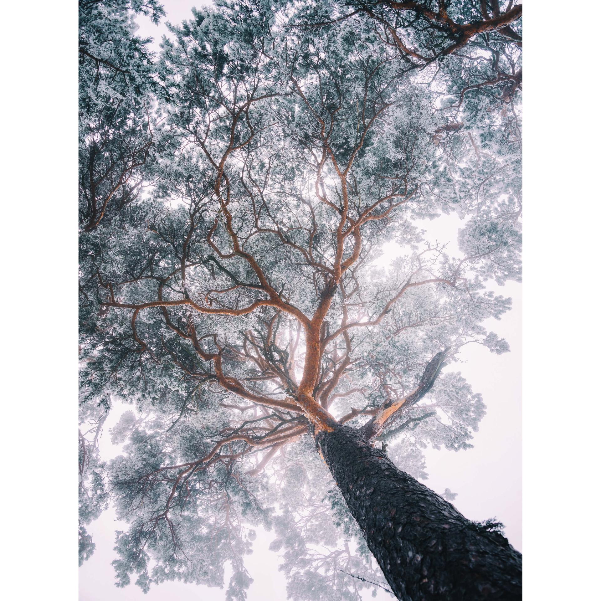 Fotobehang - Krivec - Winter Tree Lines - 192x260