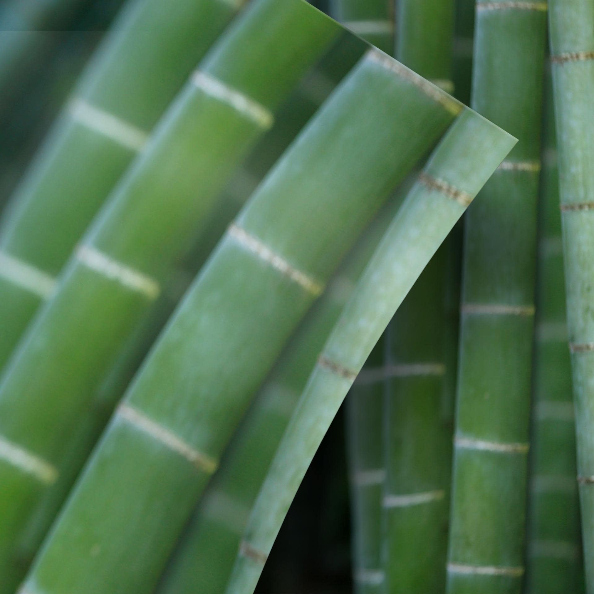 Møbelfolie, dekorativ folie - kan tørres af - Bamboo forest 02