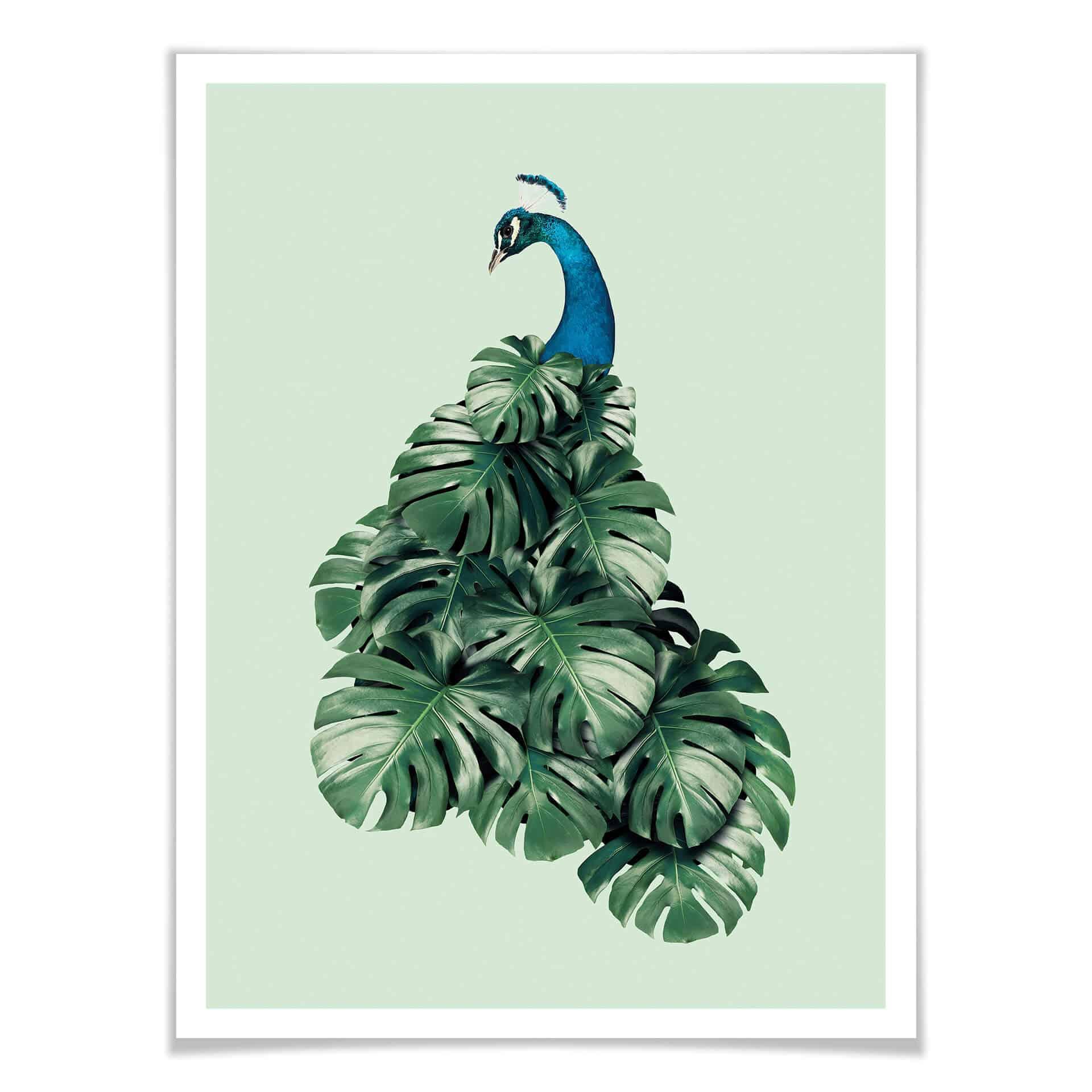 Póster Suelto - Monstera Bird