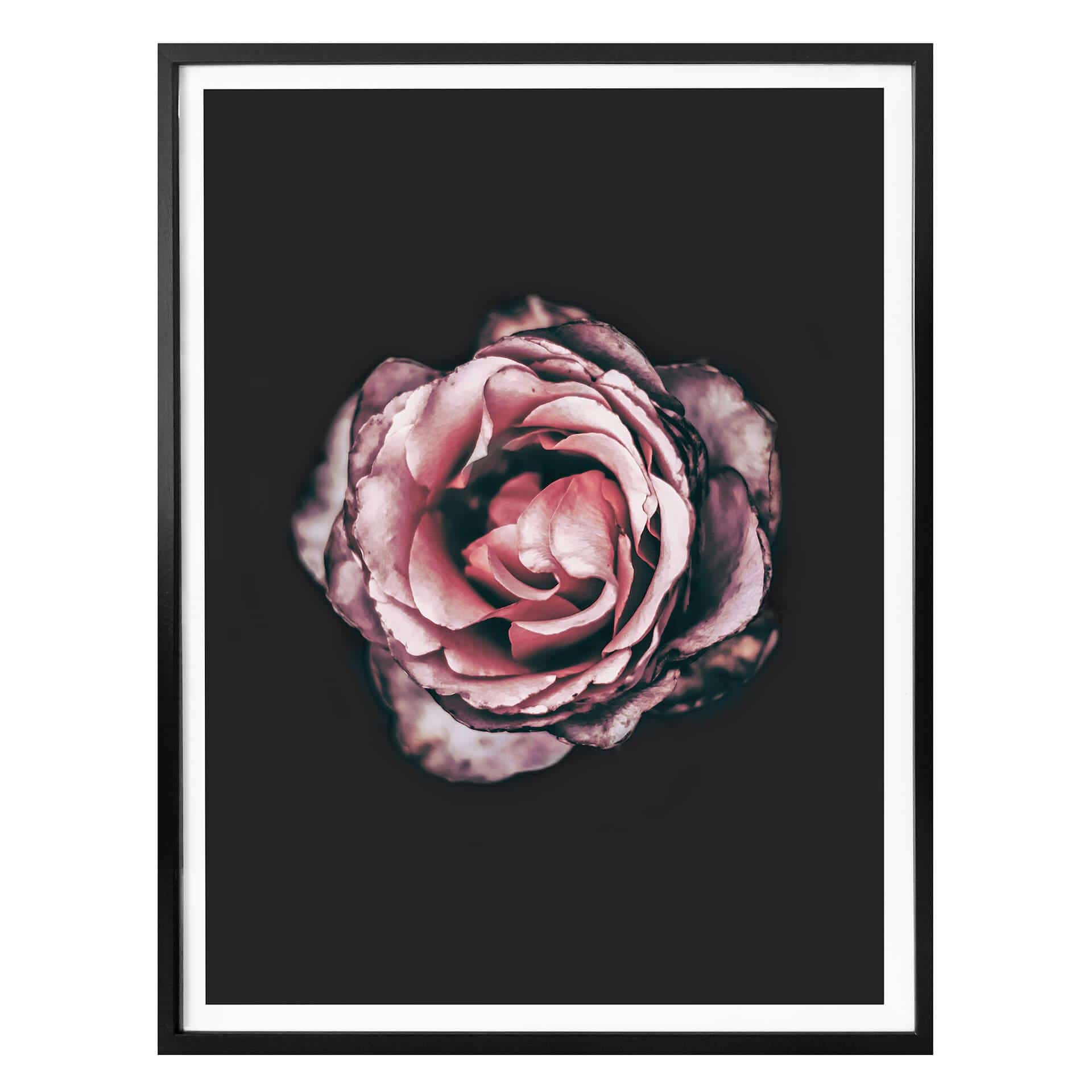 Póster Premium Flor Rosa Sueño 02