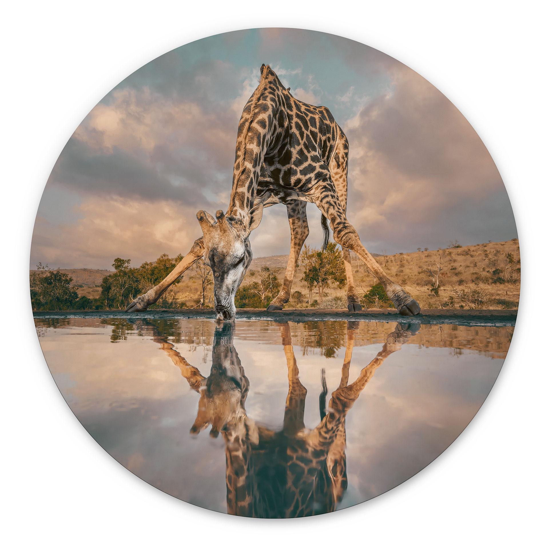 Fototapet Refleksion af en giraf i naturen - Amtmann - rund – print på aluminium (Alu-Dibond)