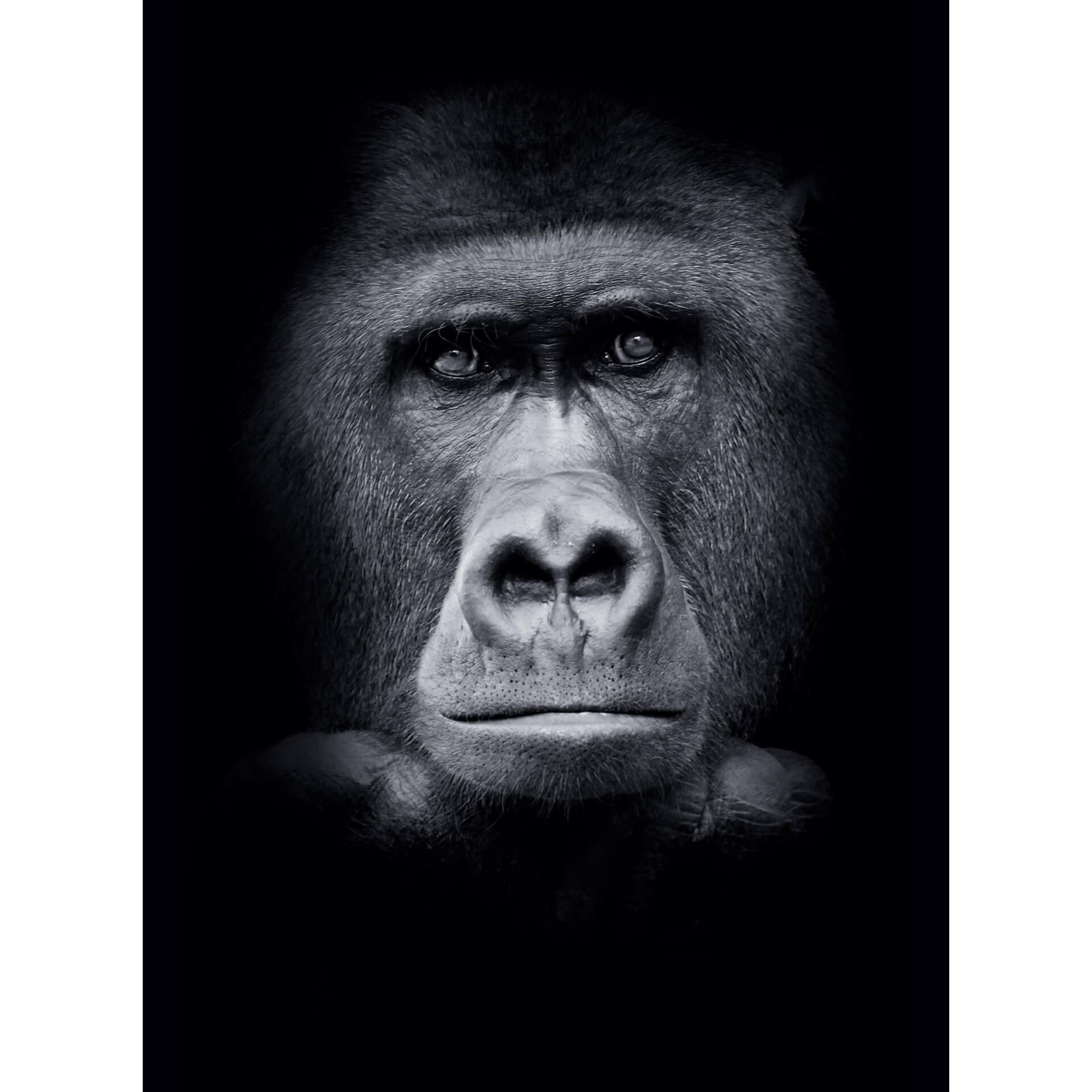 Fotobehang Gorilla