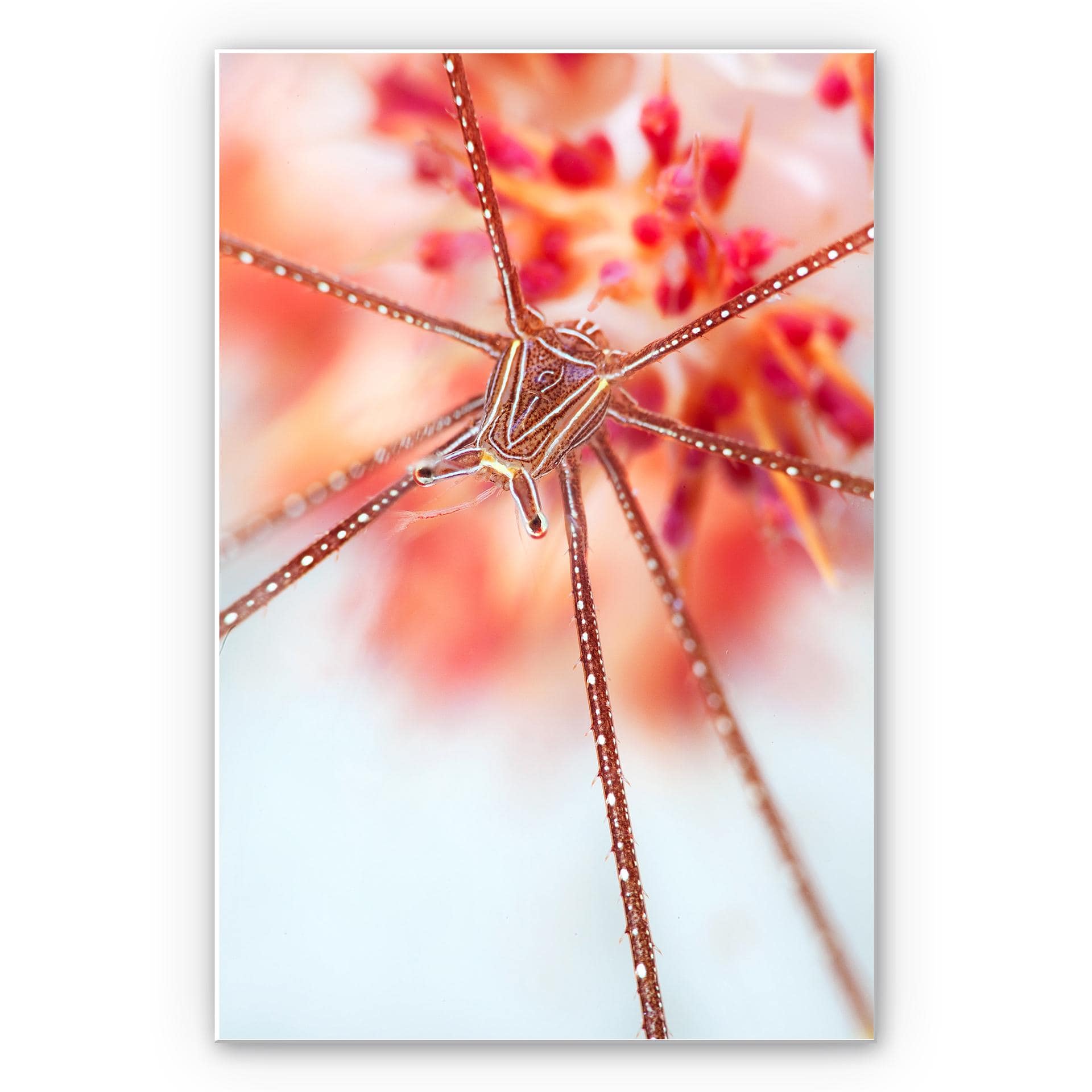 Tableau Forex - Narchuk - Monde sous-marin exotique