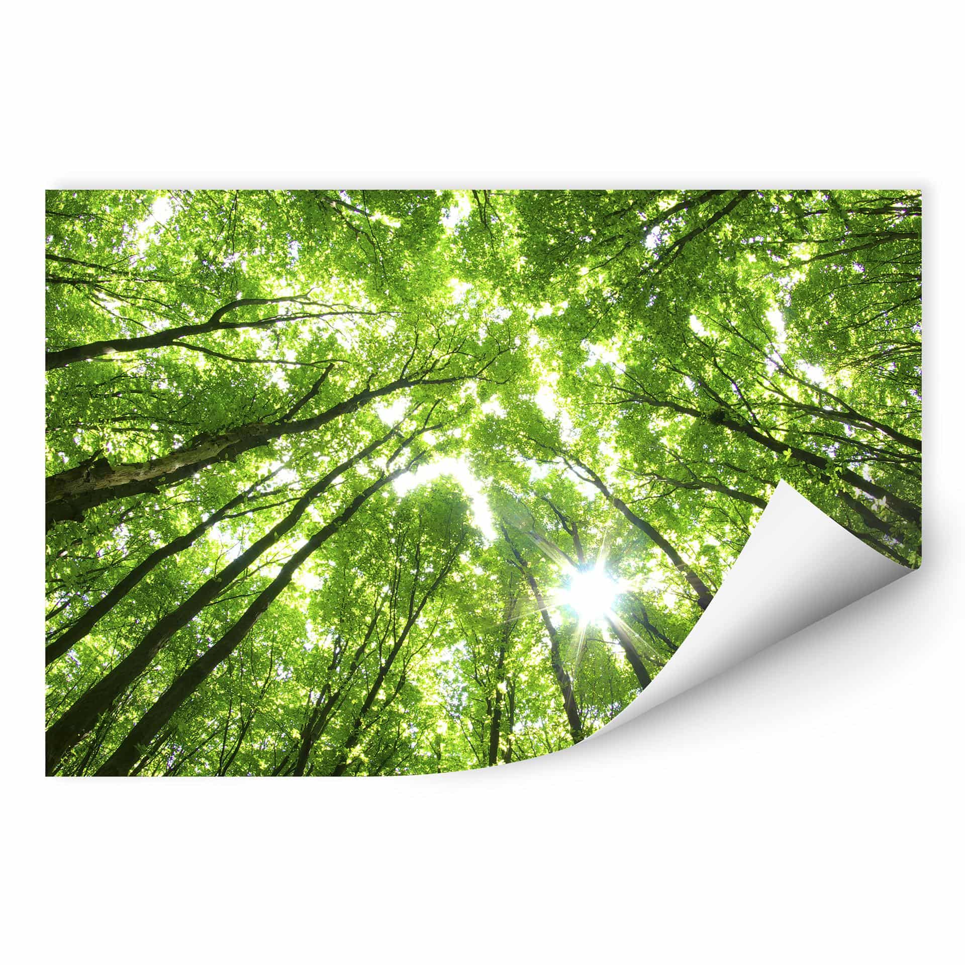 Zelfklevende Poster Bomen in het Bos