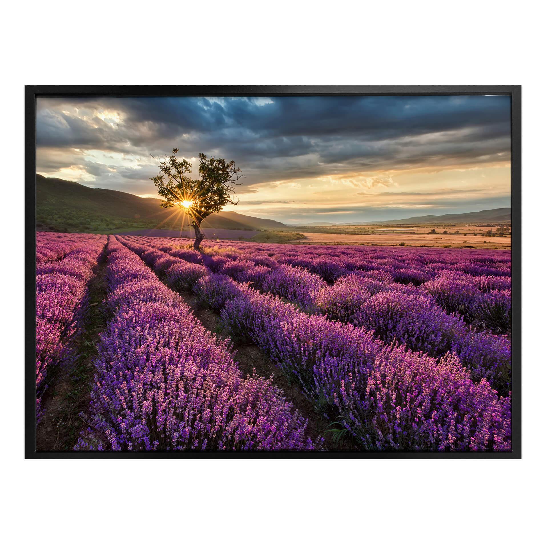 Poster - Fleurs de lavande en Provence