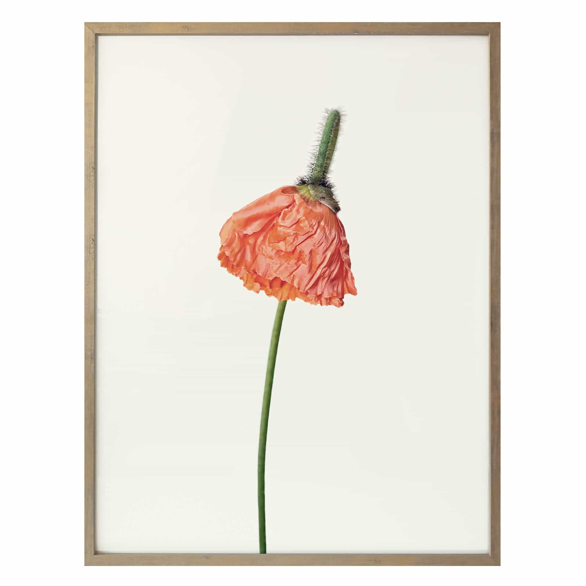 Póster La flor roja 01