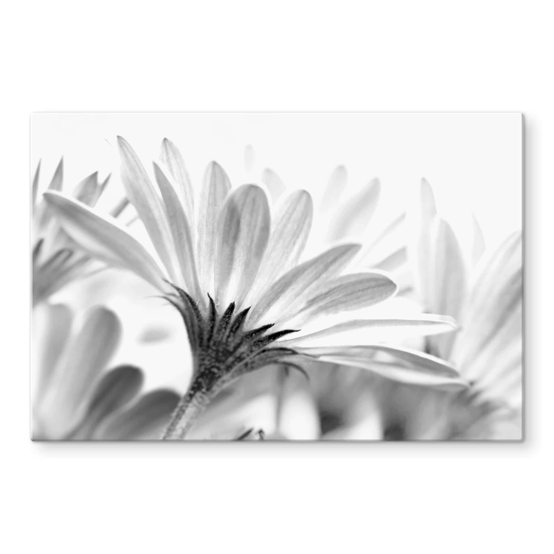 Glasbillede - Marguerit