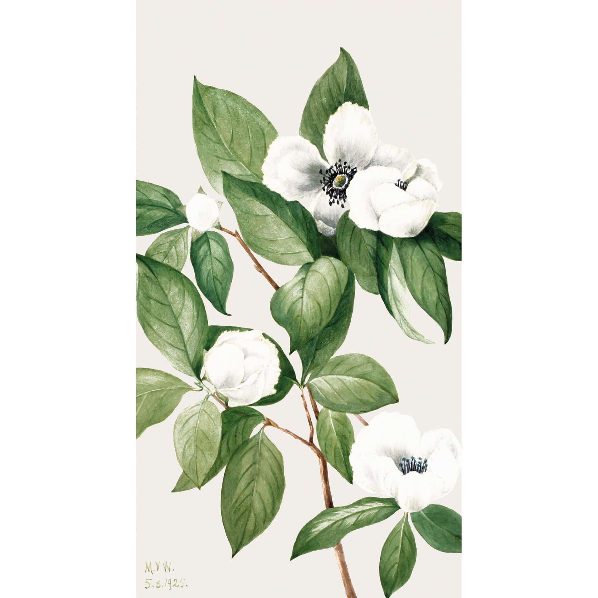 Fotomural botánico de una camelia falsa - Walcott