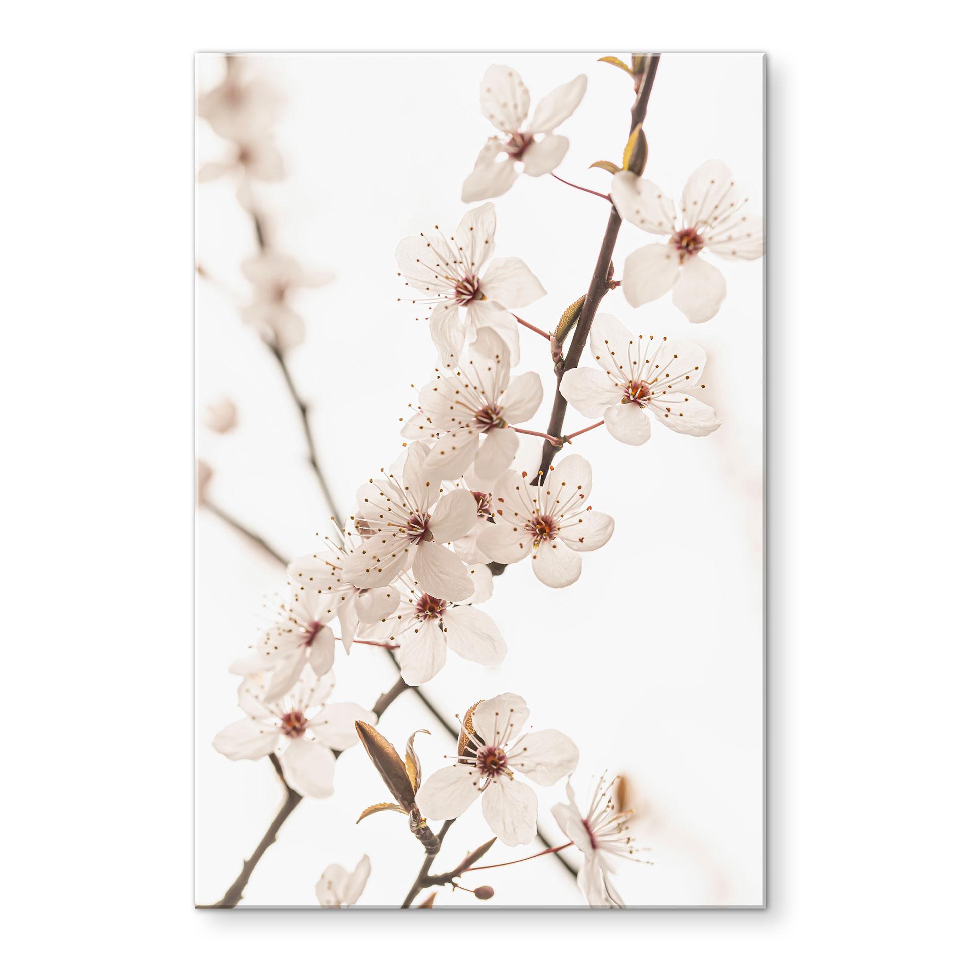 Akrylbillede Gren med hvide kirsebærblomster - Sisi & Seb
