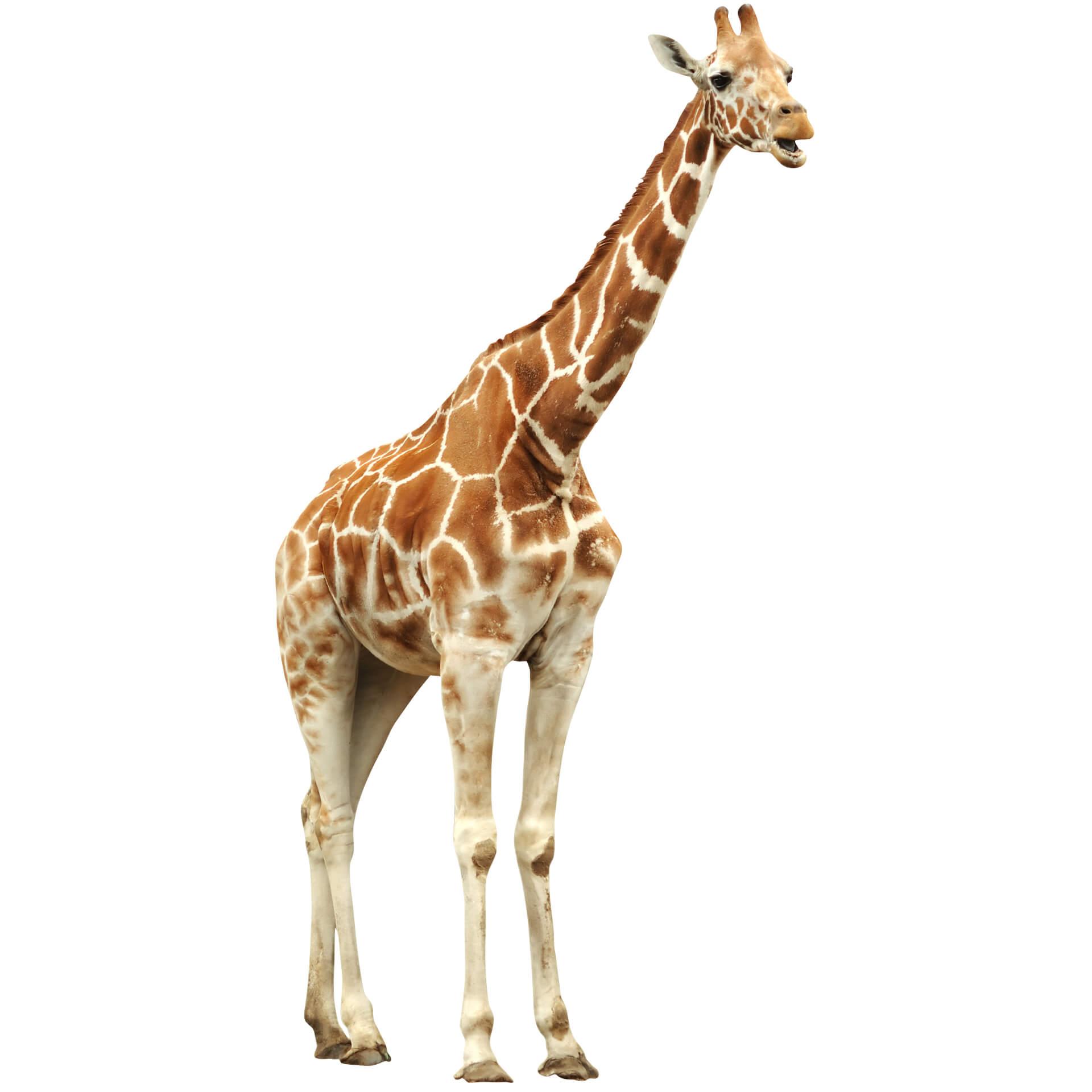 Wandtattoo Real Giraffe
