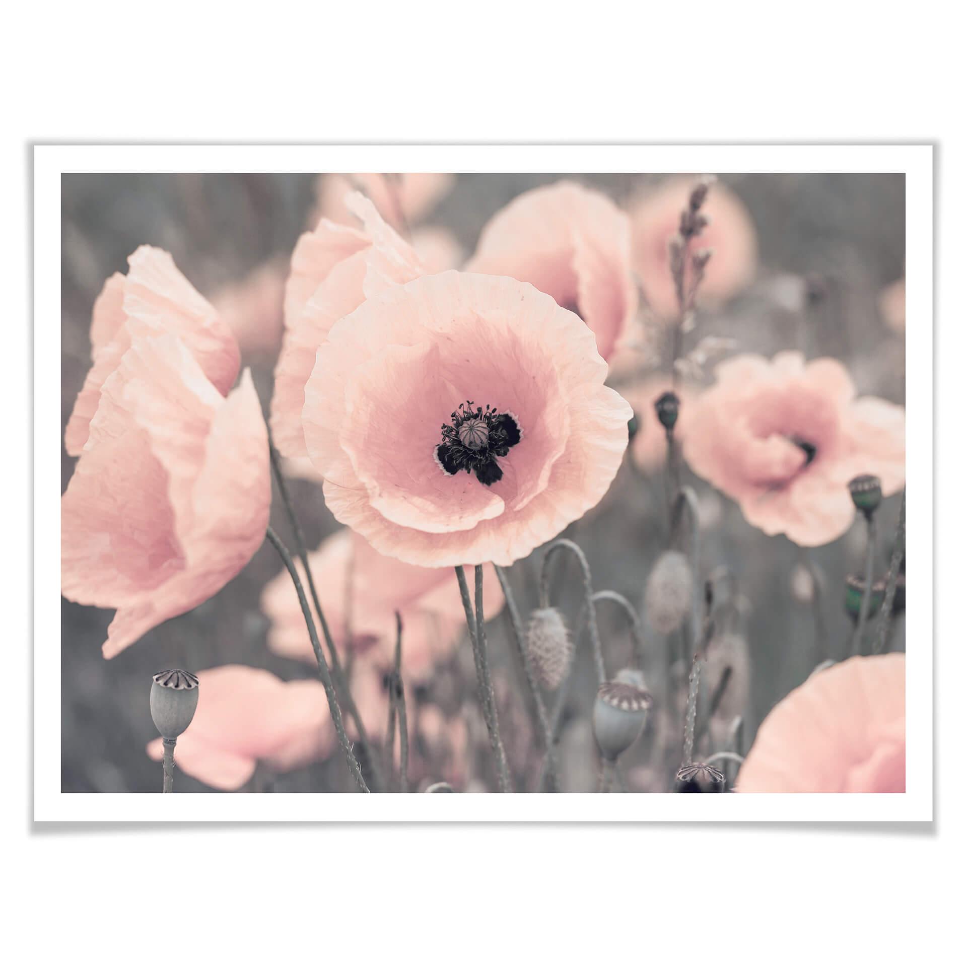Póster Delgado - Amapola rosa