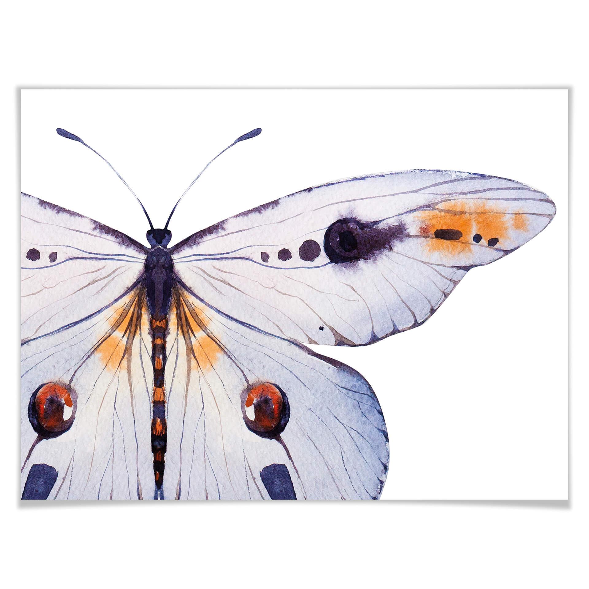 Plakat Kvilis - Motyl 01