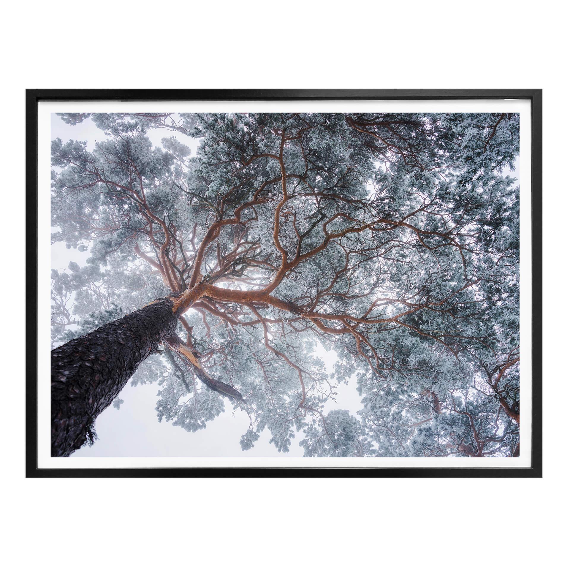 Póster Krivec - Árbol en invierno