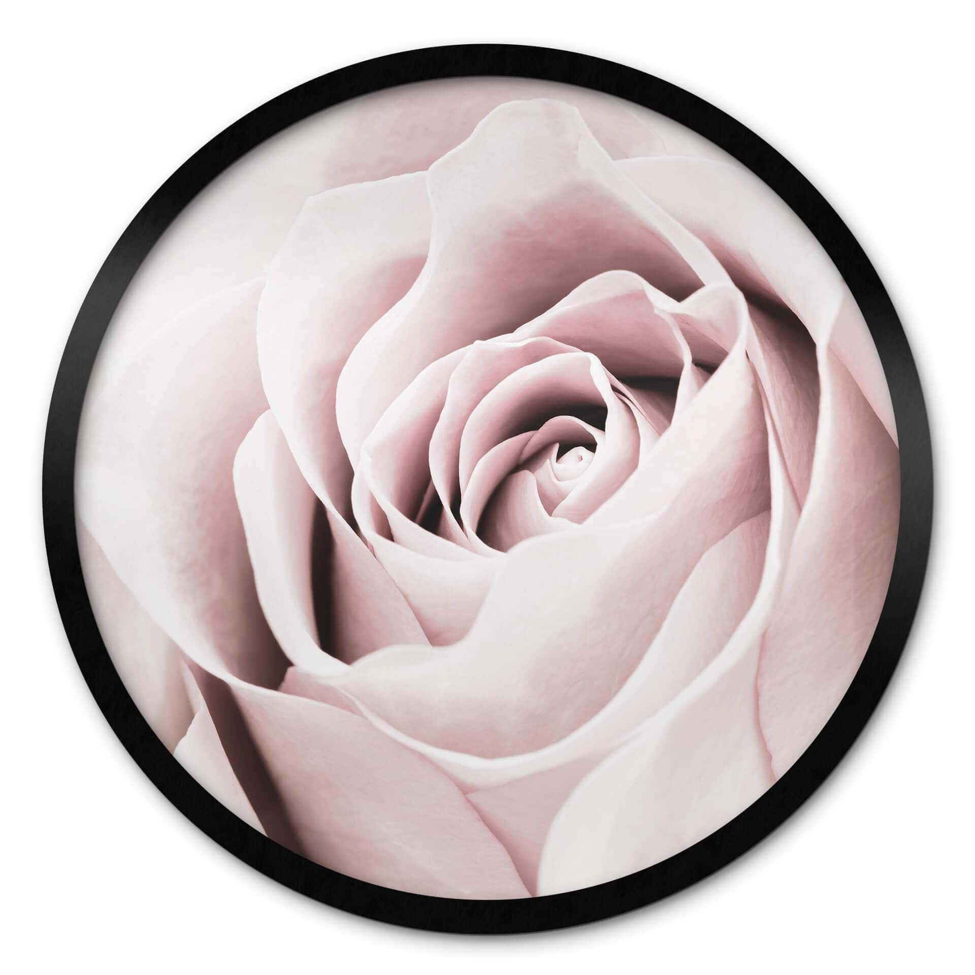 Plakat 1X Studio - Rose
