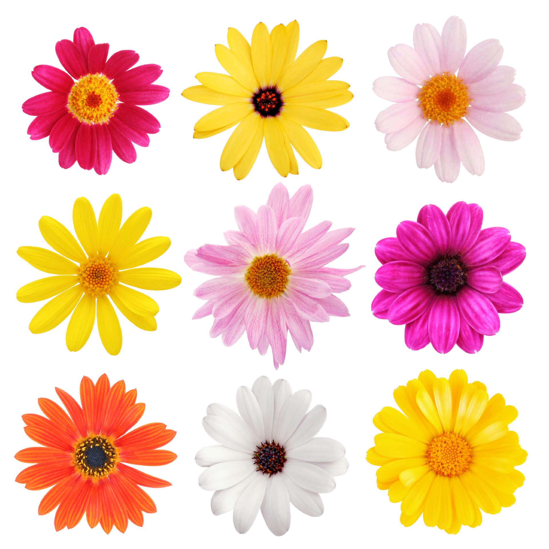 Muurstickers Bloemen Set