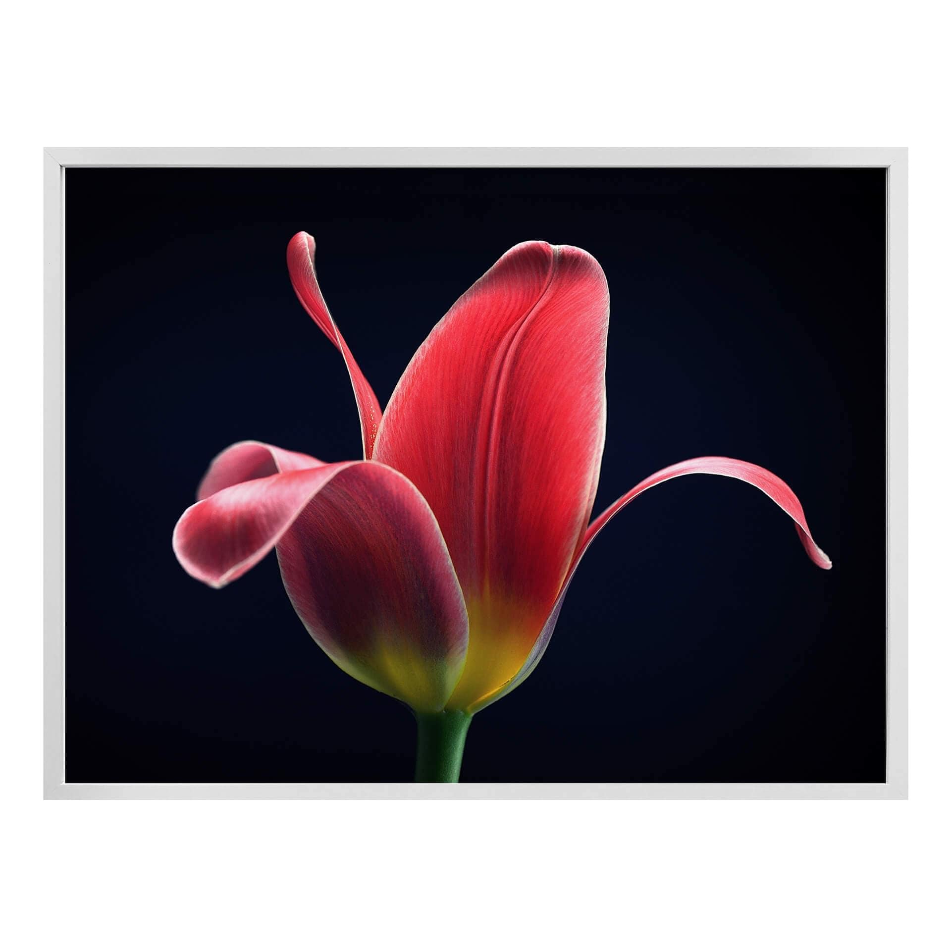 Plakat - Grønkjær - First Tulip