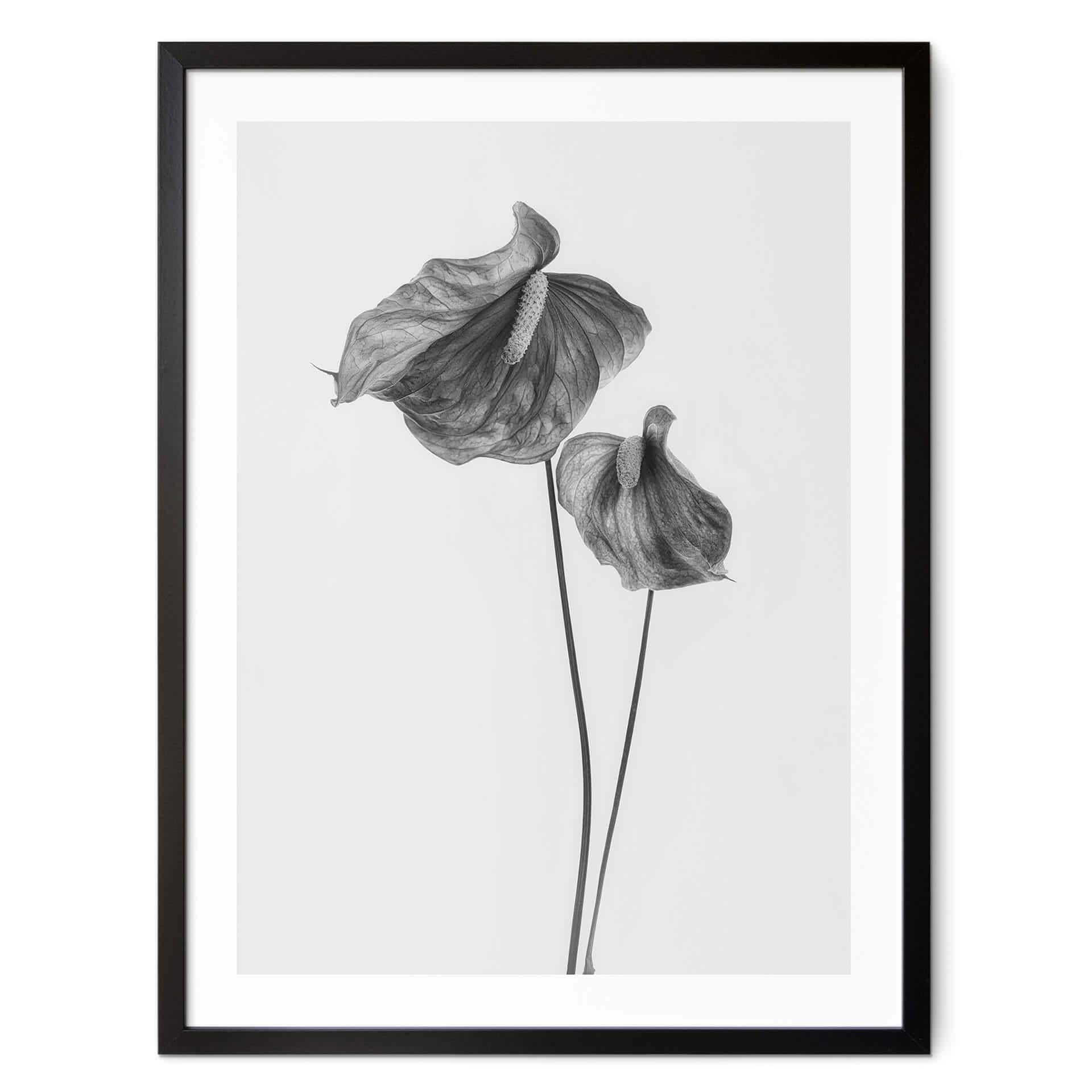 Poster Grønkjær - Anthurium svartvitt