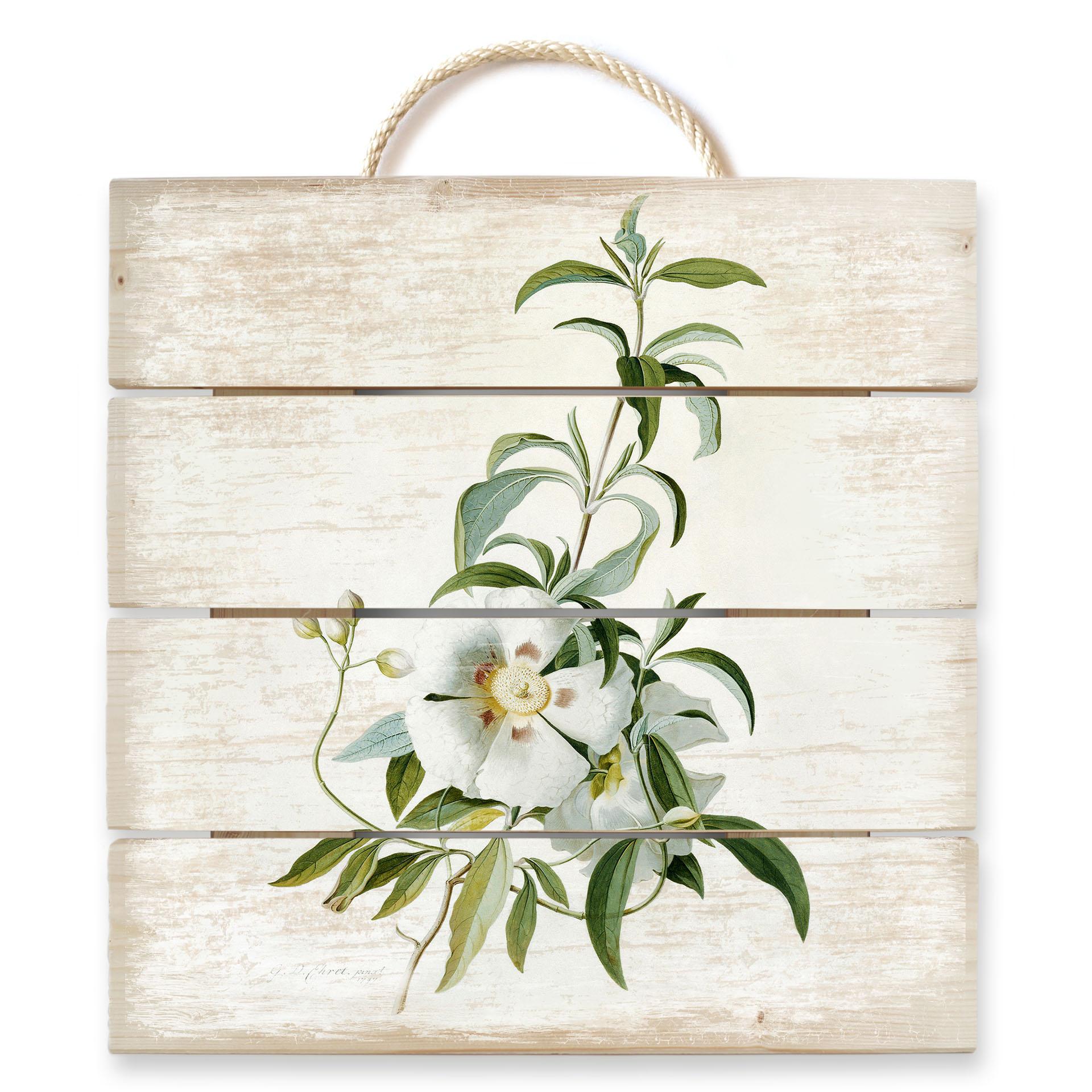 Obraz drewniany Ehret - Cistus rose - 40x41,5 cm