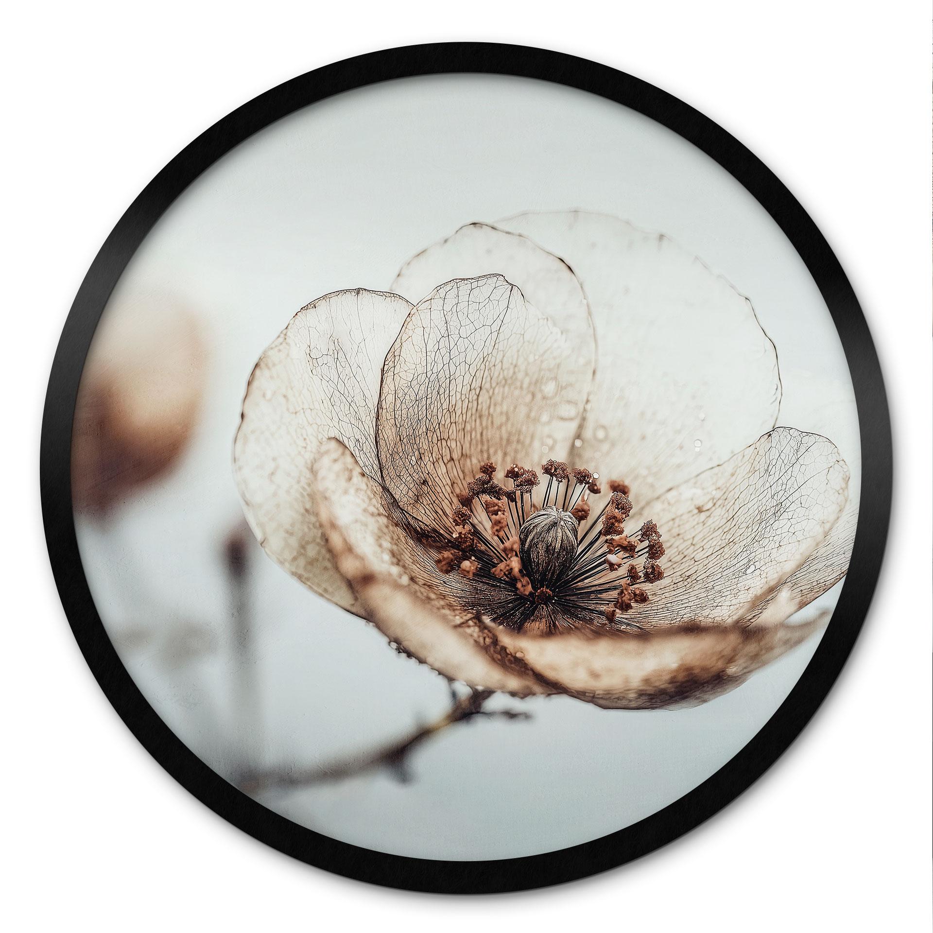 Plakat Dry Blossom Beige Nature Poetry - Treechild - Round