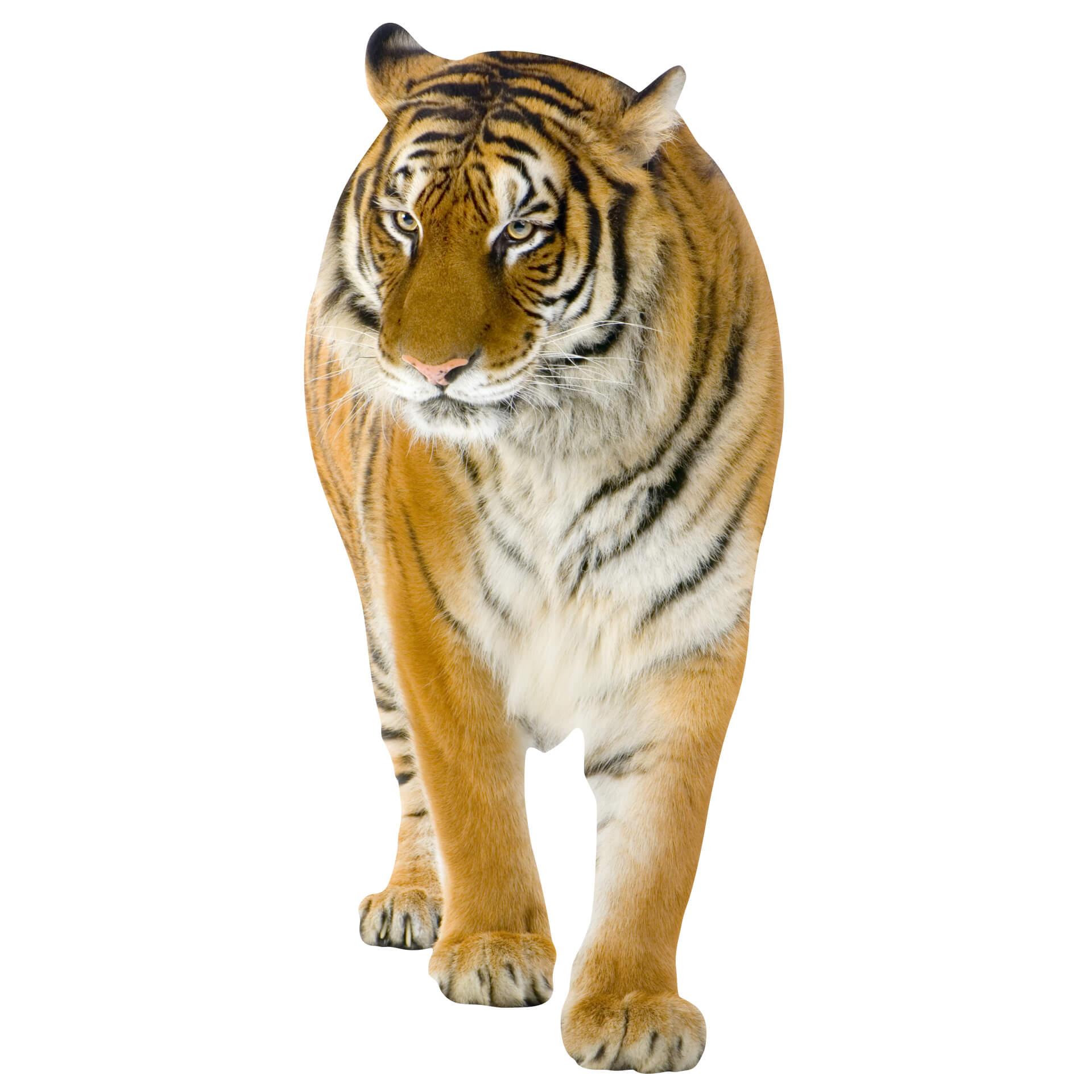 Wandtattoo Real Tiger