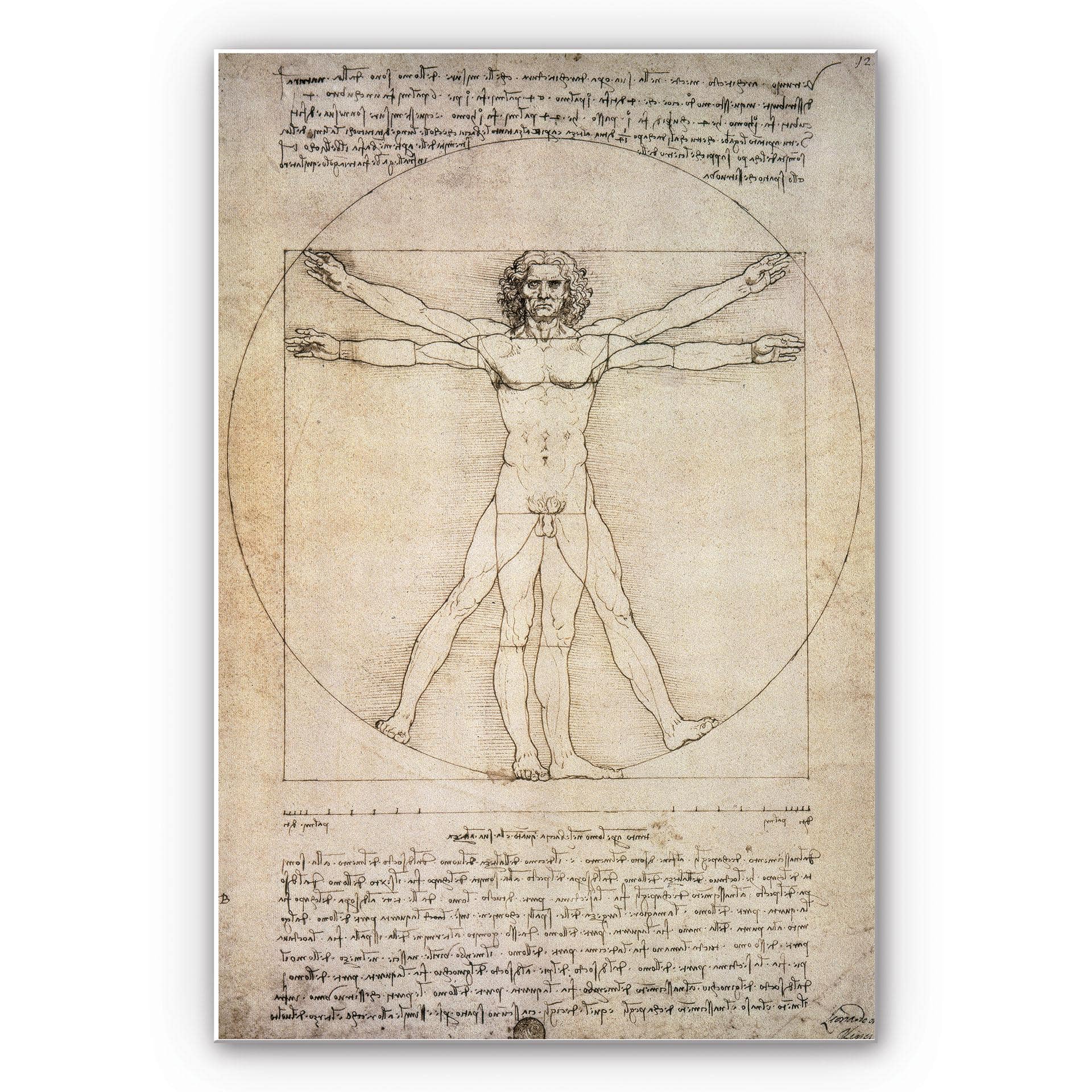 Tableau Forex - De Vinci - Etude des proportions