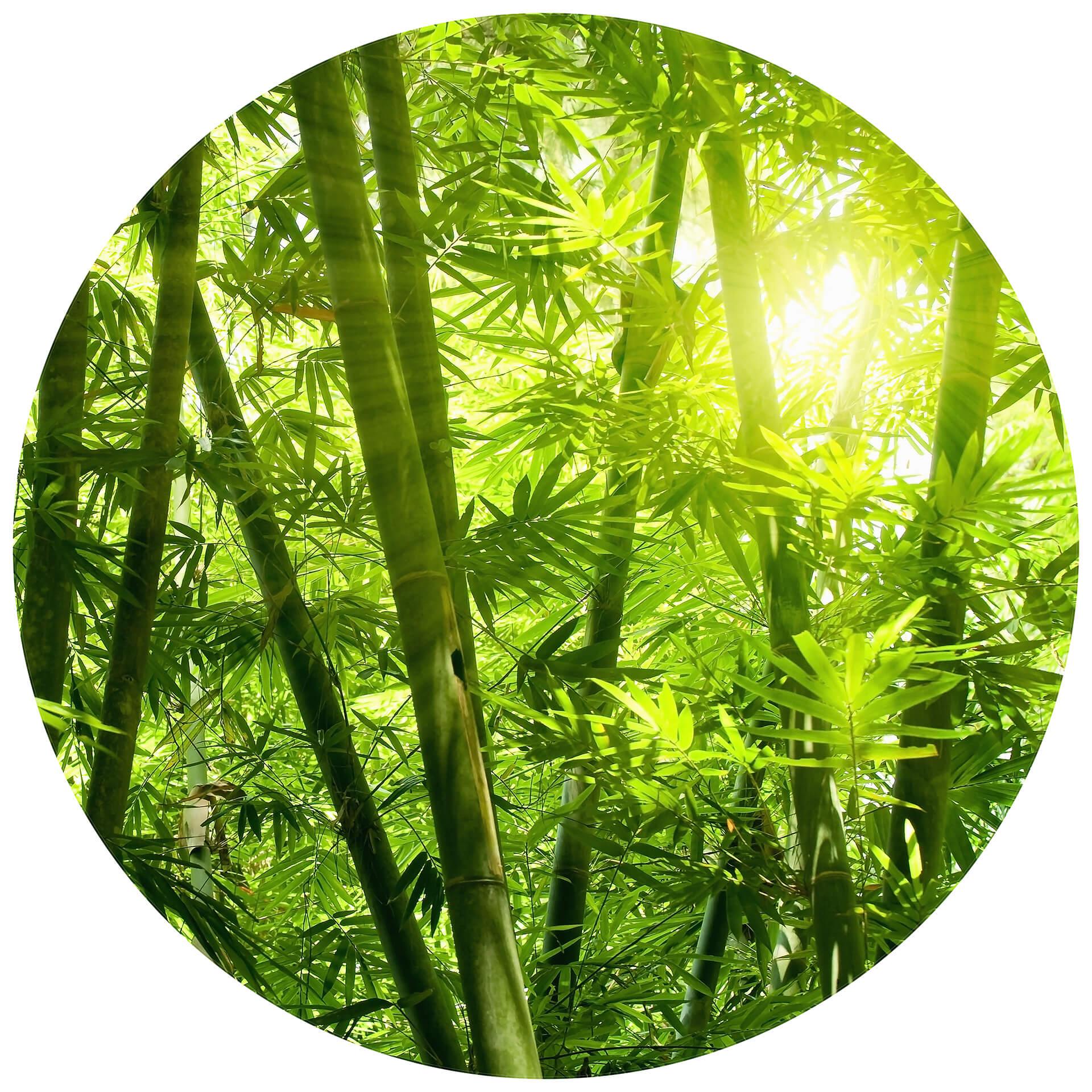 Behangcirkel Sunbeams in the Forest - vliesbehang/zelfklevend vliesbehang